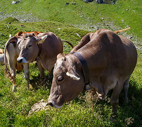 Hauptner-KAT-Kuehe_Rinder_Kaelber