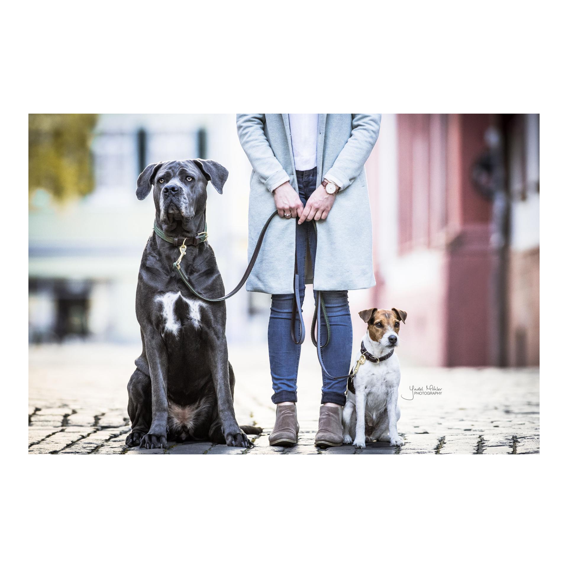 Kentucky Dogwear Collier pour chien en nylon tressé - vert olive