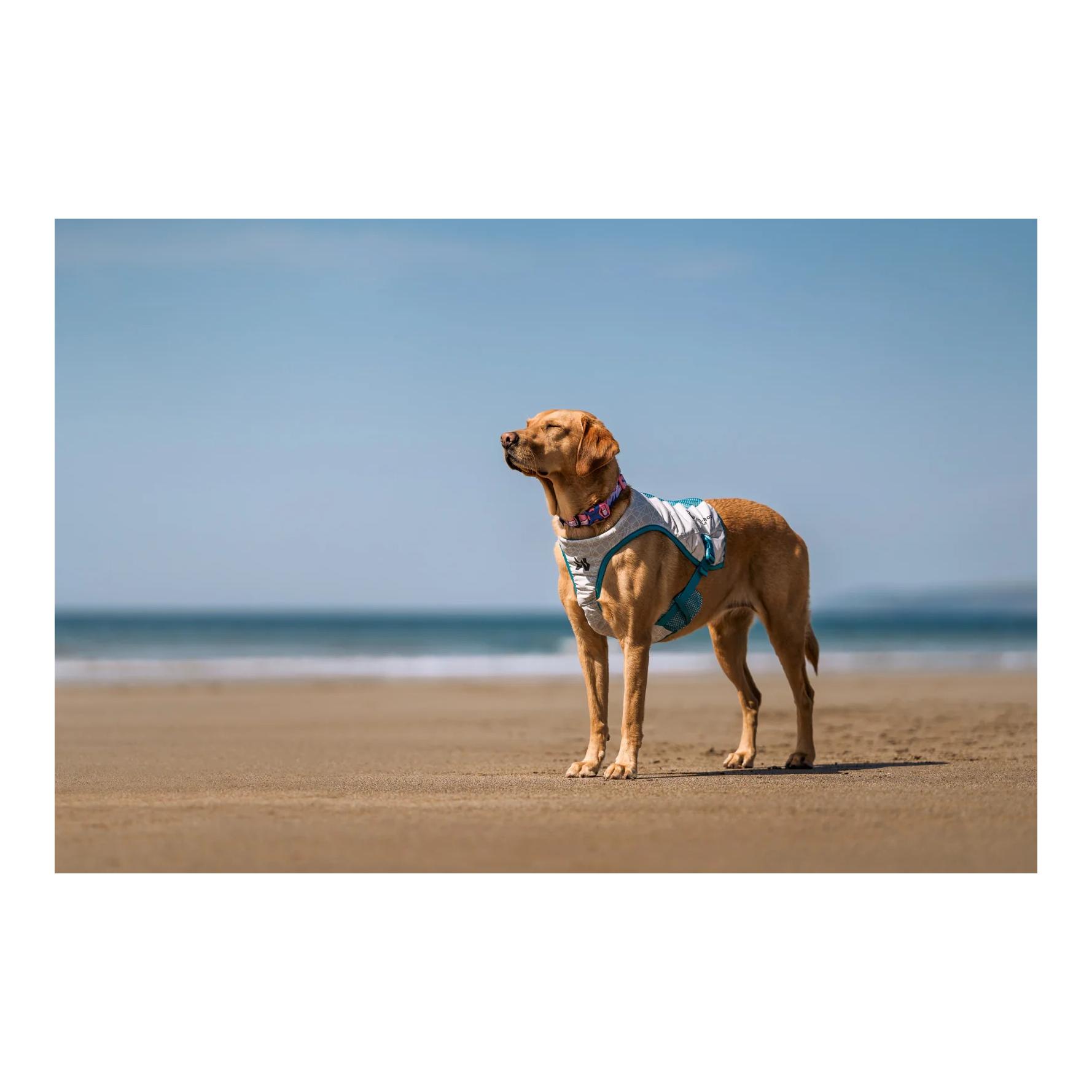 Non-stop Dogwear Kühlweste für Hunde