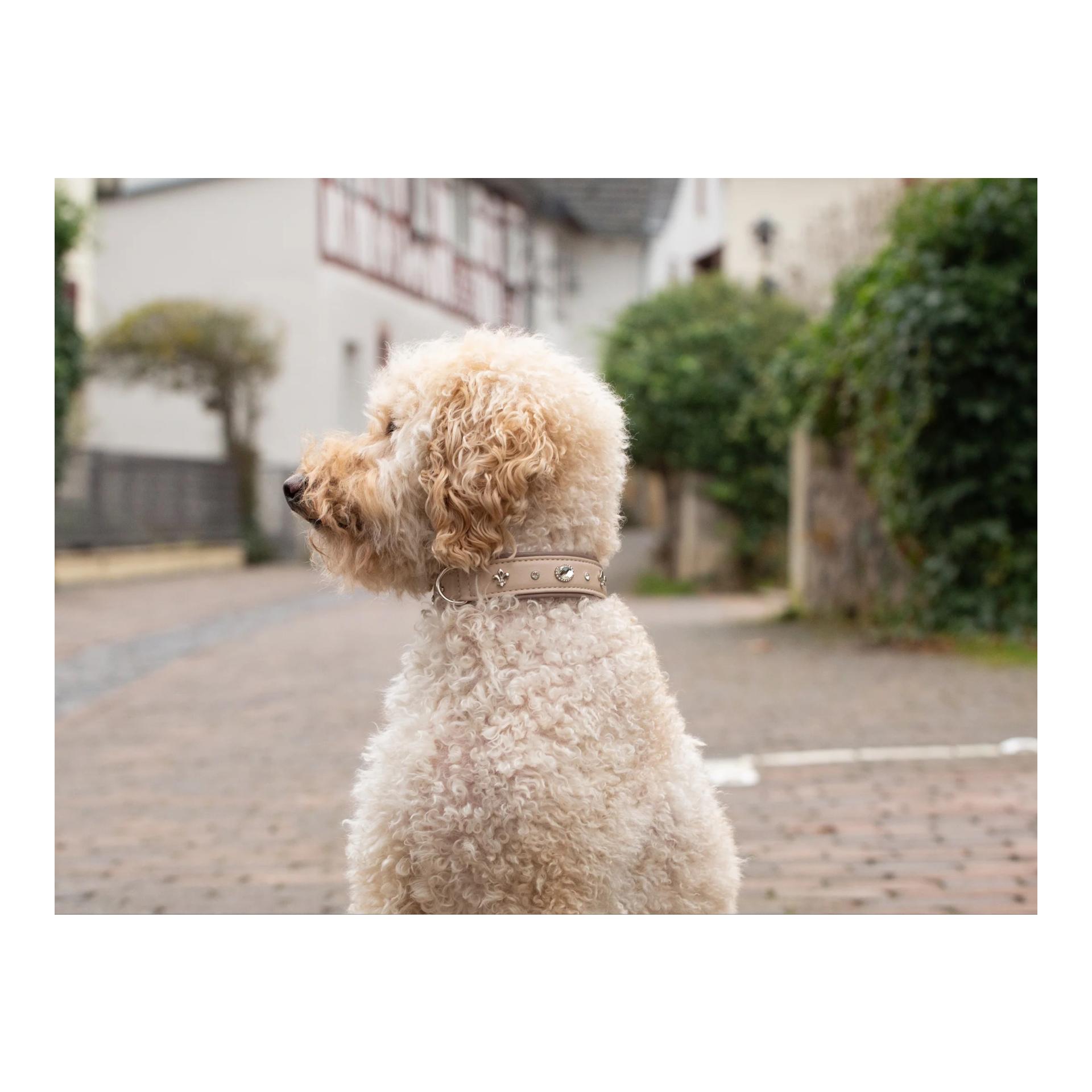 Maul Lederwaren Hundehalsband St. Tropz