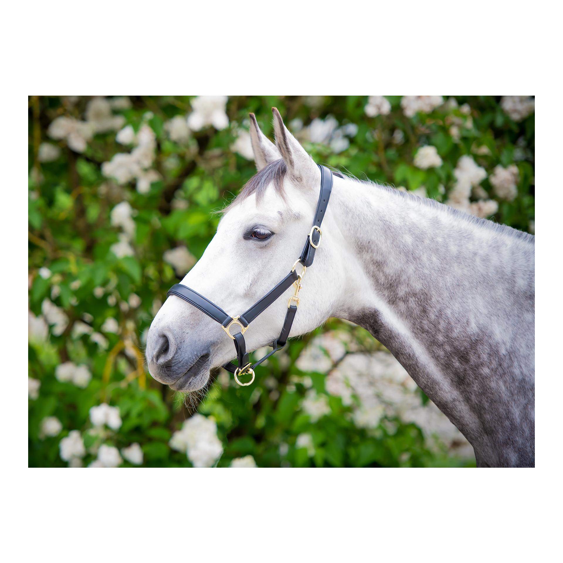 EquineTree Halfter Mela Anatomical - schwarz/gold