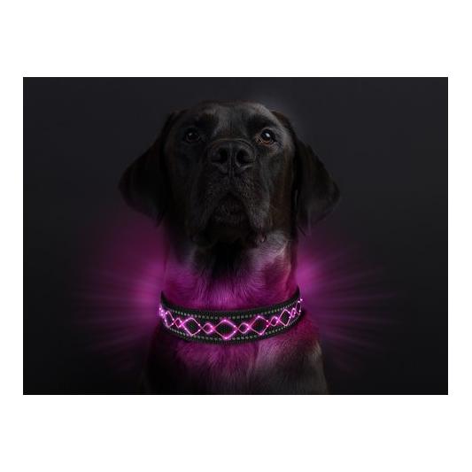 Animal Light Leucht-Hundehalsband "Beauty"