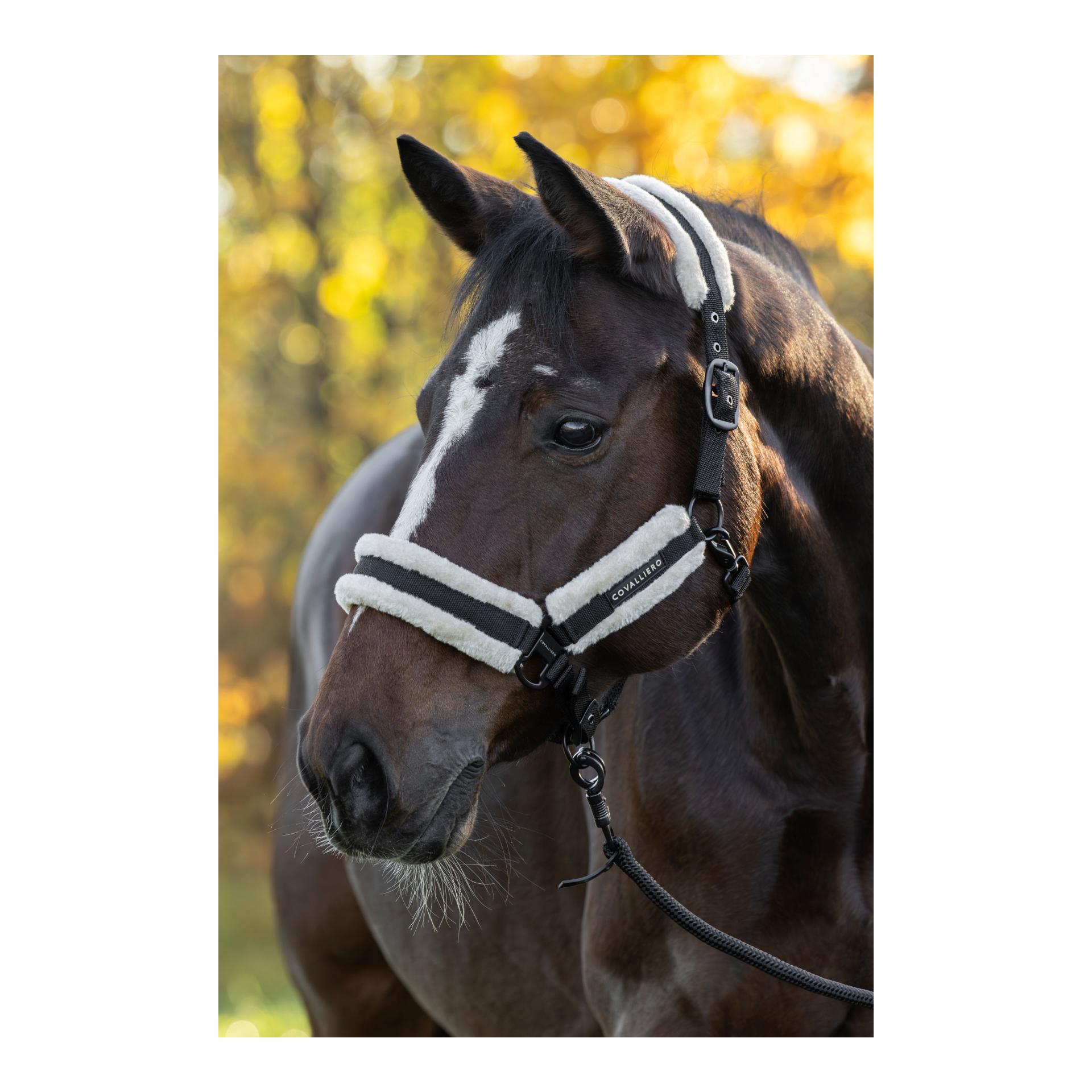 Schwarz