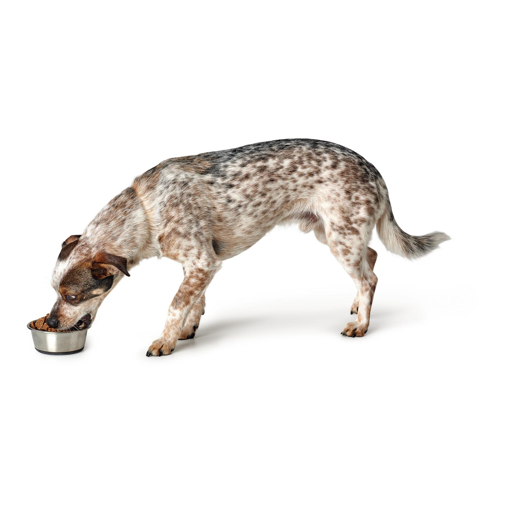 Hunter Ecuelle en acier inoxydable - argent