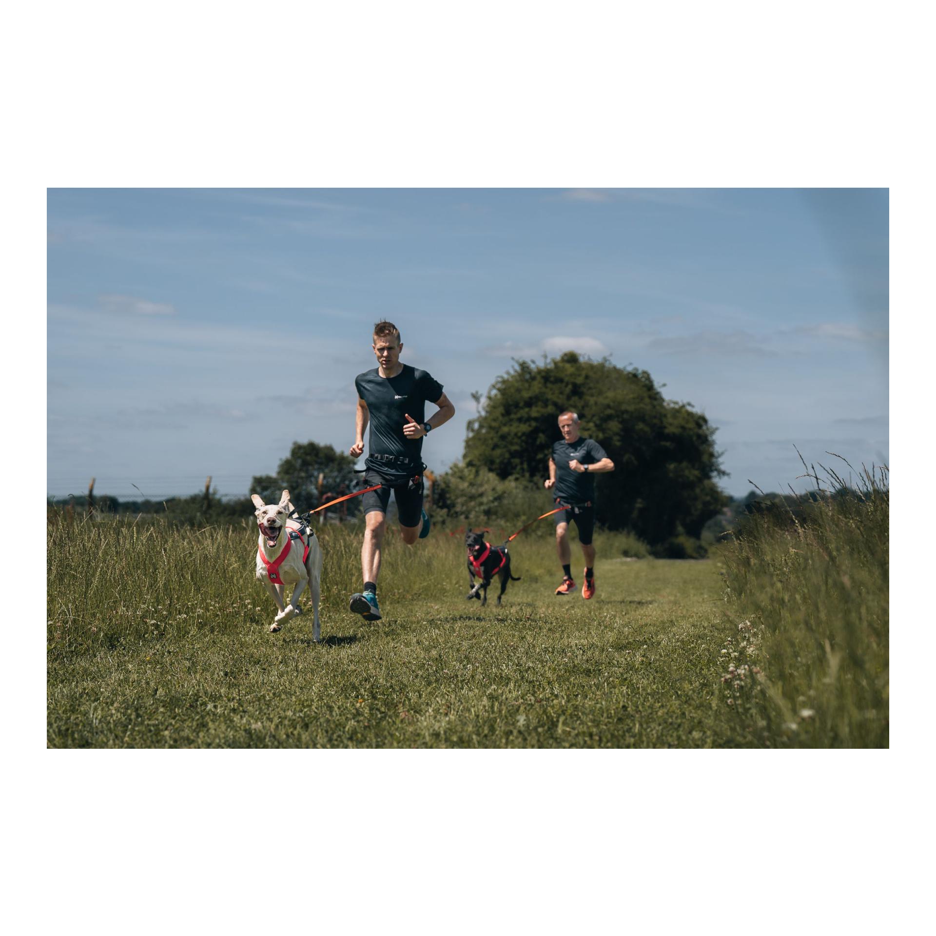 Non-stop Dogwear Harnais Freemotion Harness 5.0