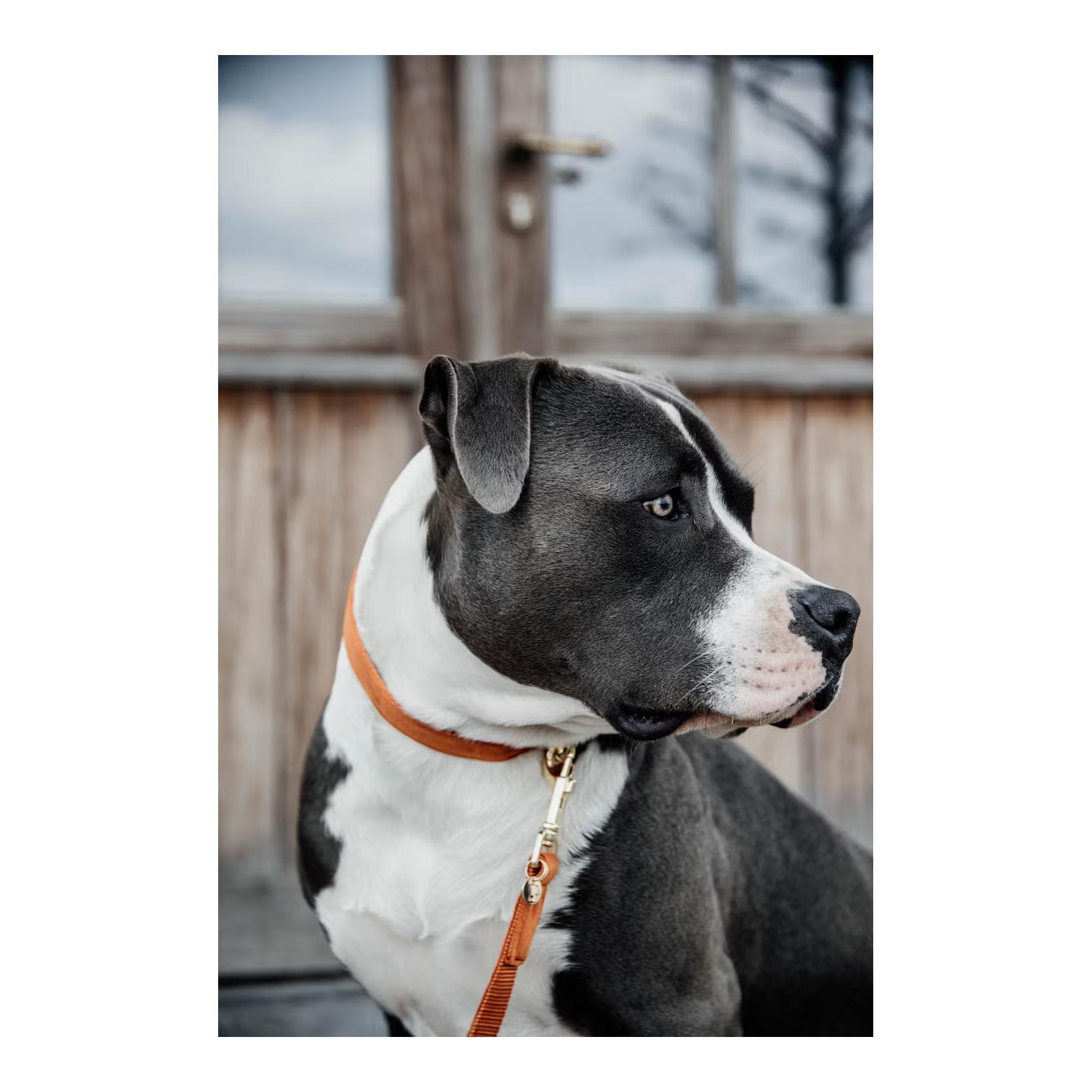 Kentucky Dogwear Hundehalsband velvet