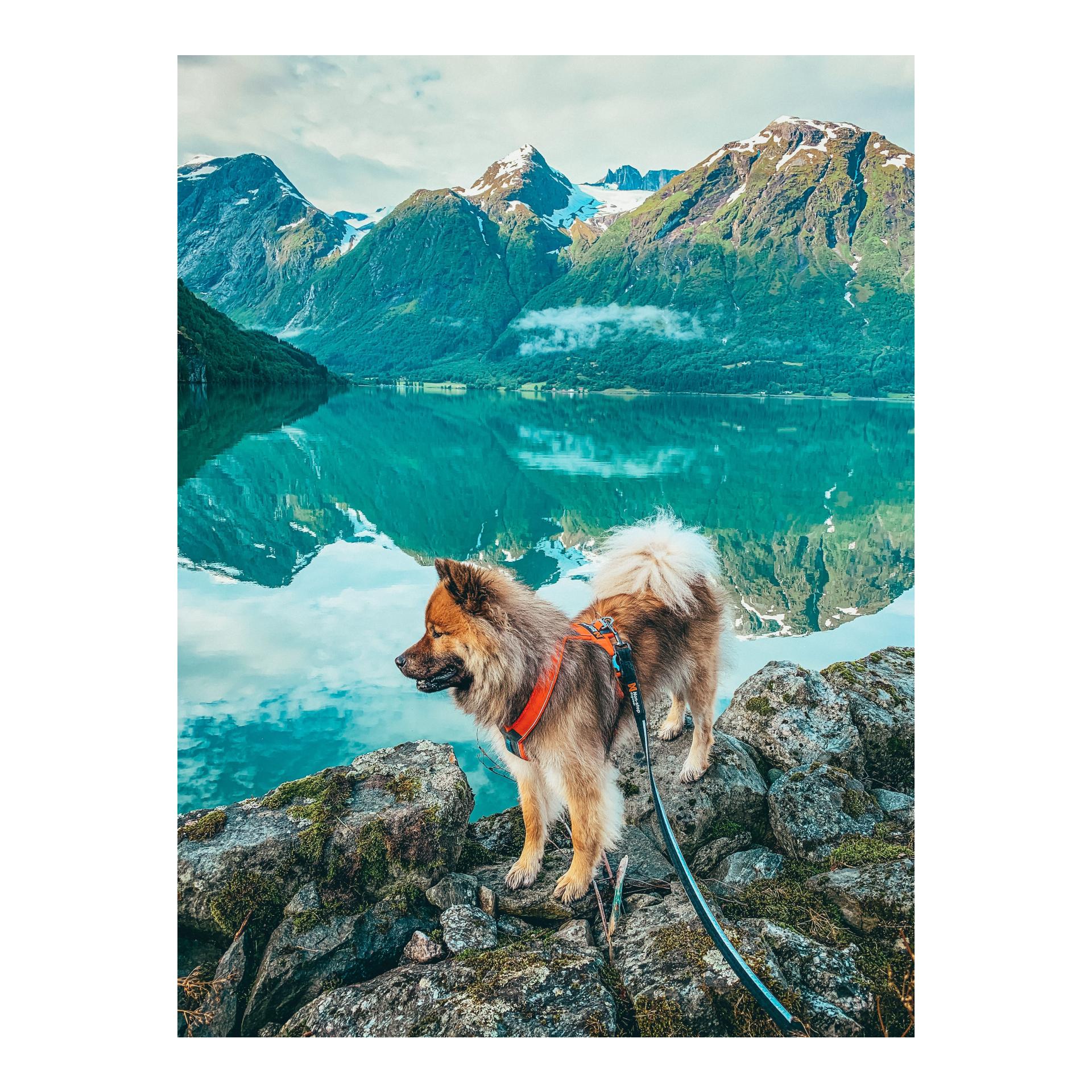 Non-stop Dogwear Strong Leash
