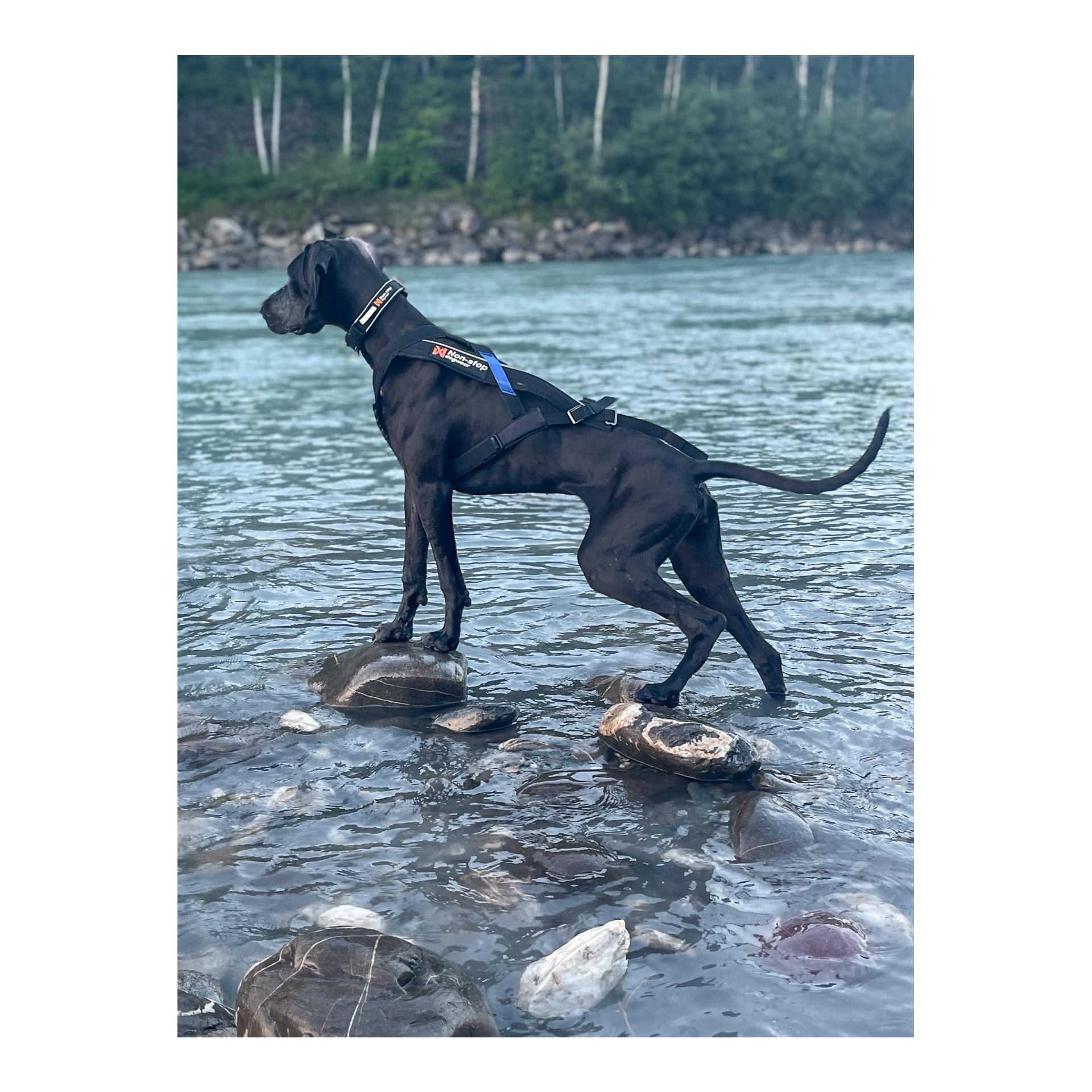 Non-stop Dogwear Collier polaire