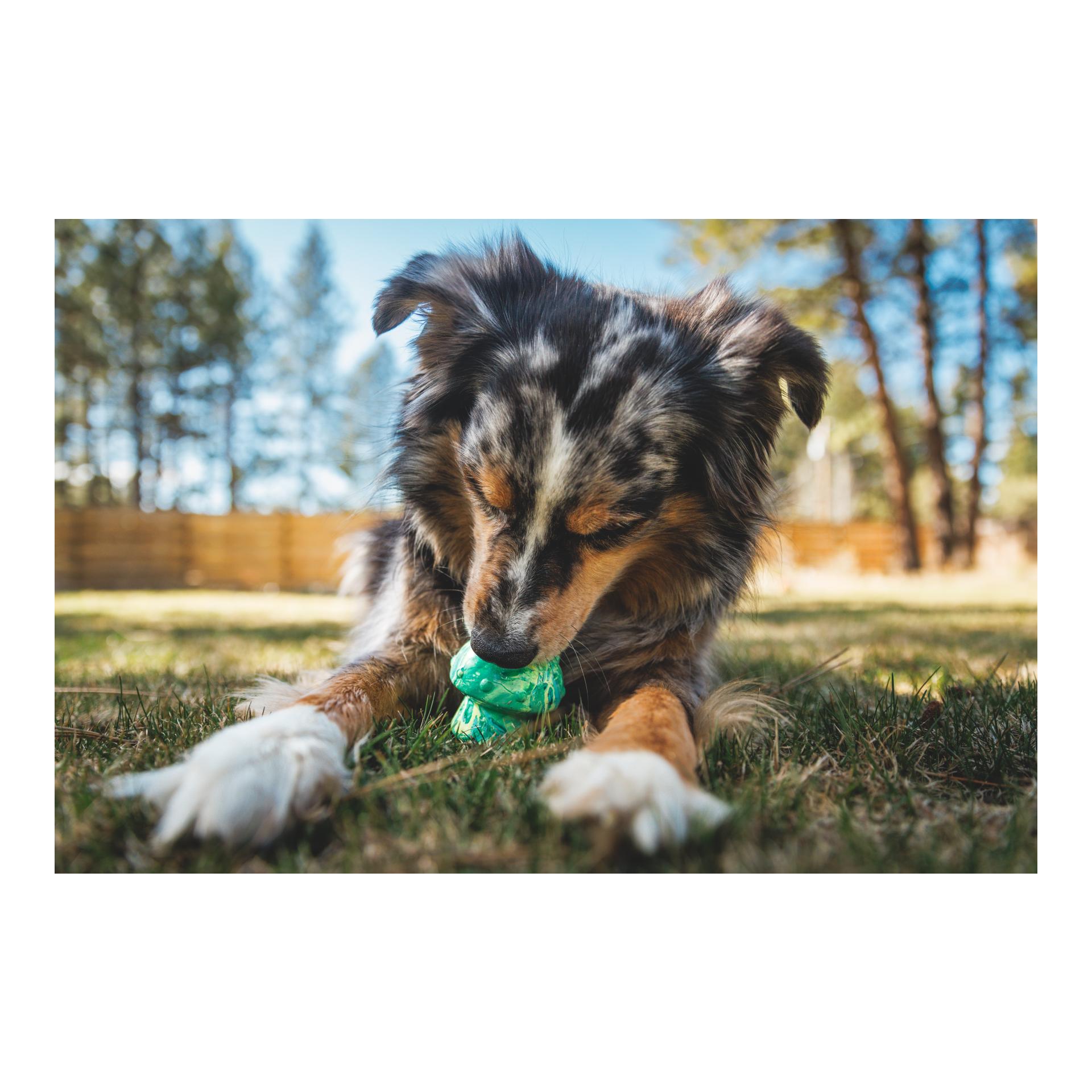 Ruffwear Hundespielzeug Toadstool