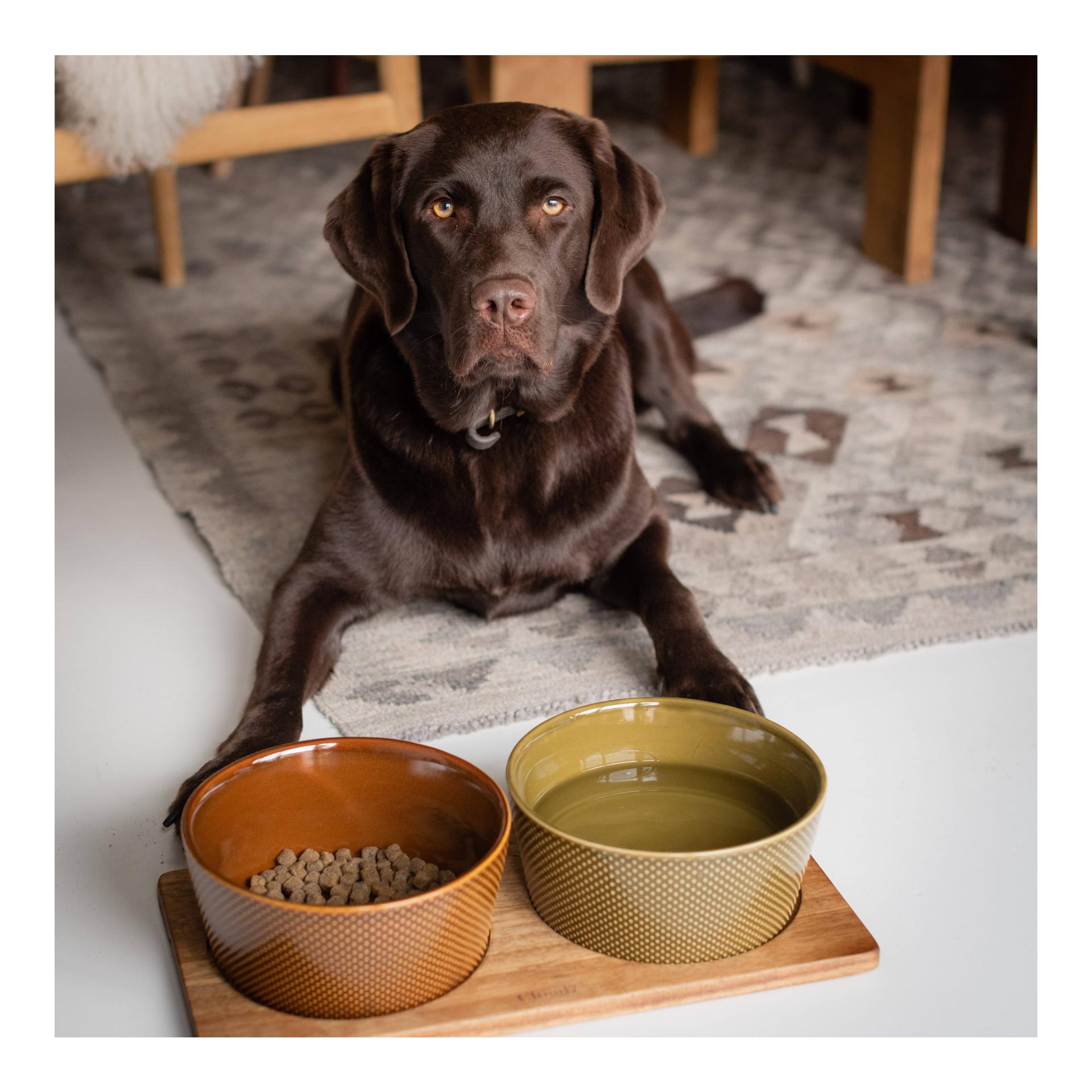 Cloud 7 Gamelle pour chien Alain - Avocado