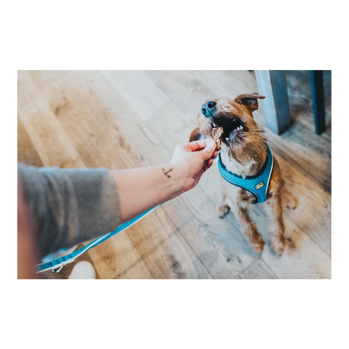Hunter Harnais pour chien Hilo Comfort - turquoise