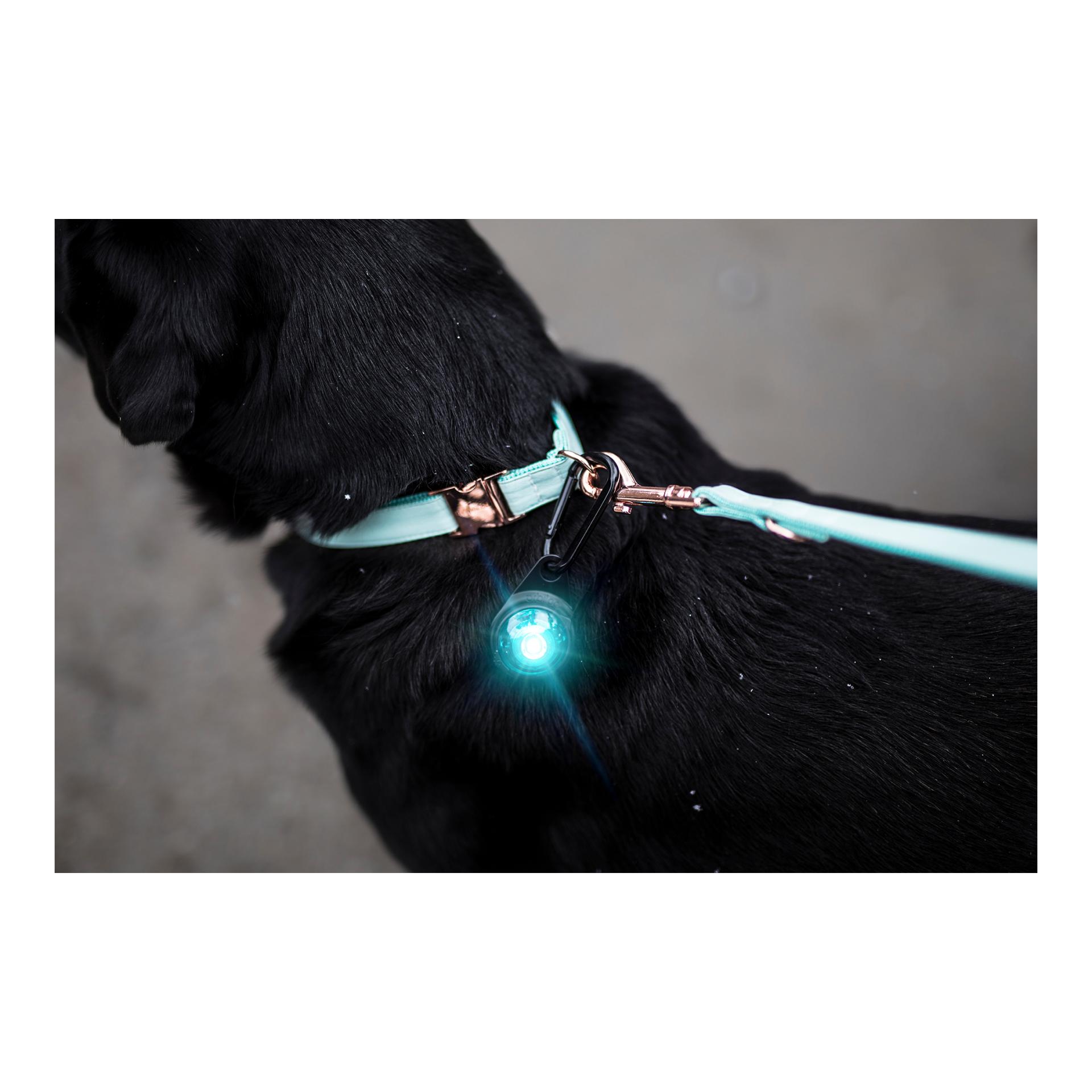 Orbiloc Safety Light Orbiloc Dog Dual - türkis