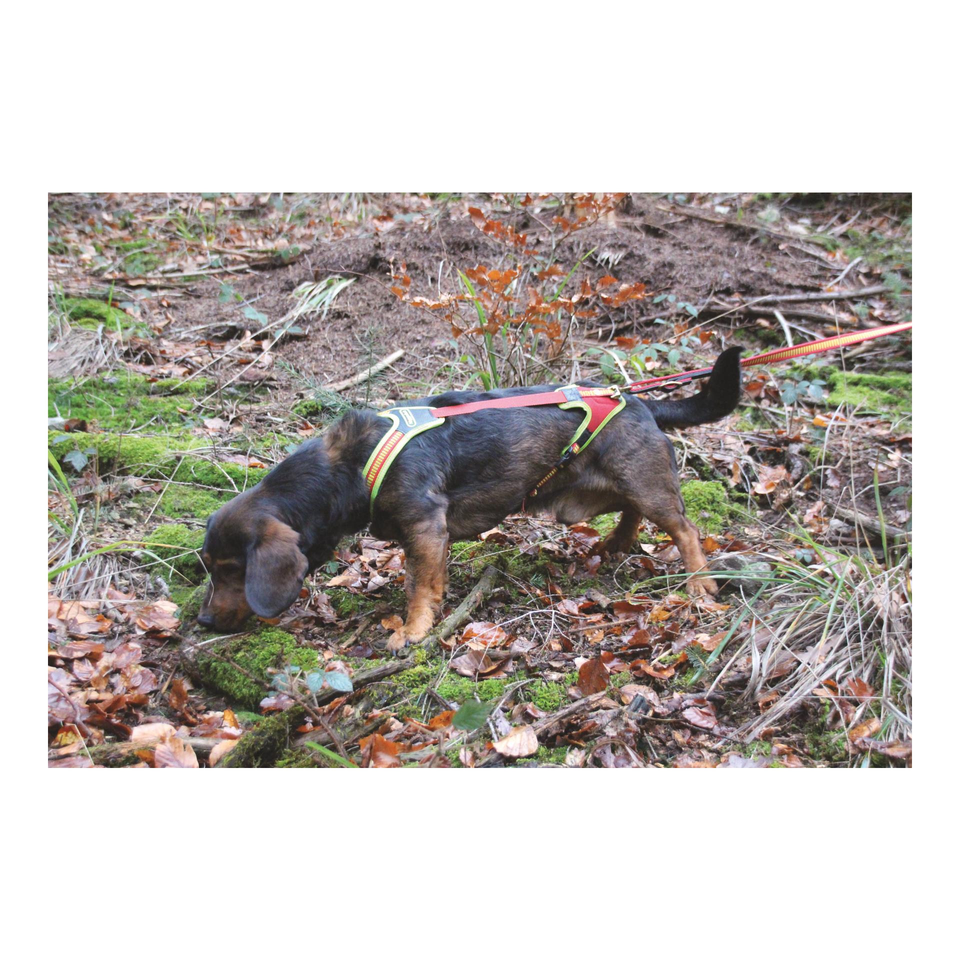 Niggeloh Harnais pour chien Follow Trail