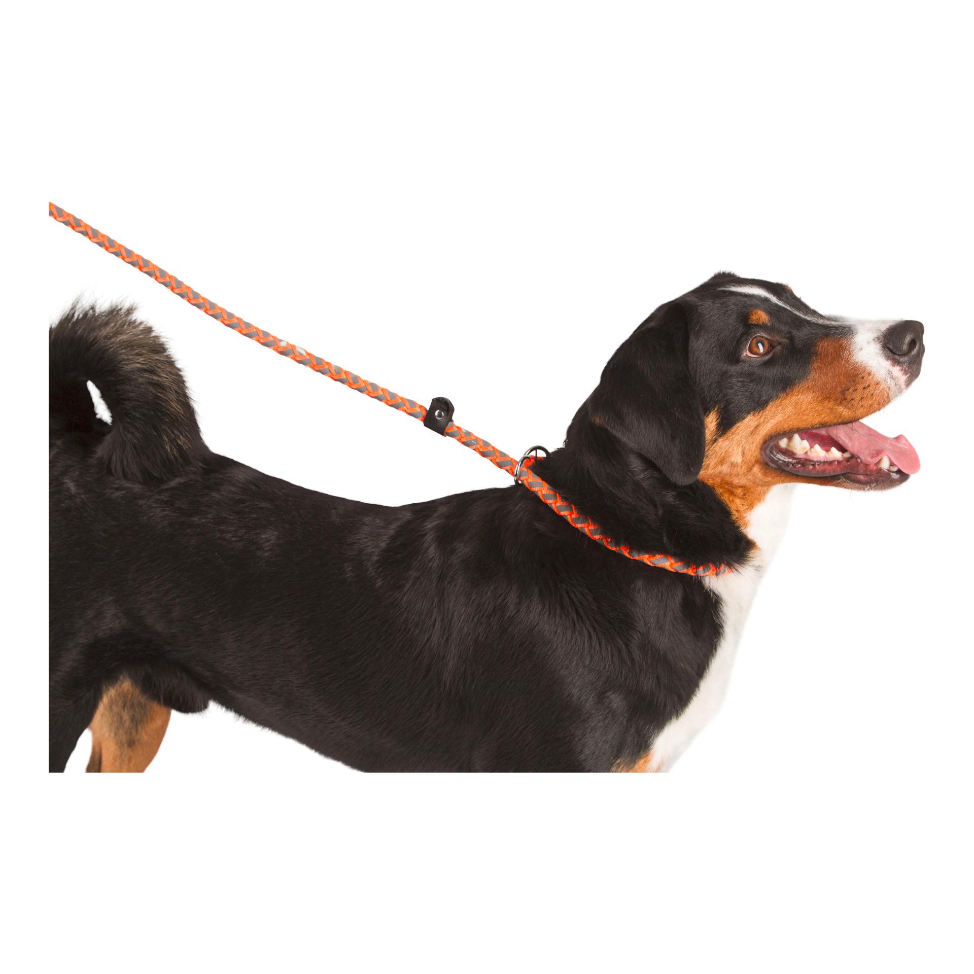 Kerbl Pet Laisse de sécurité Maxi Safe - orange