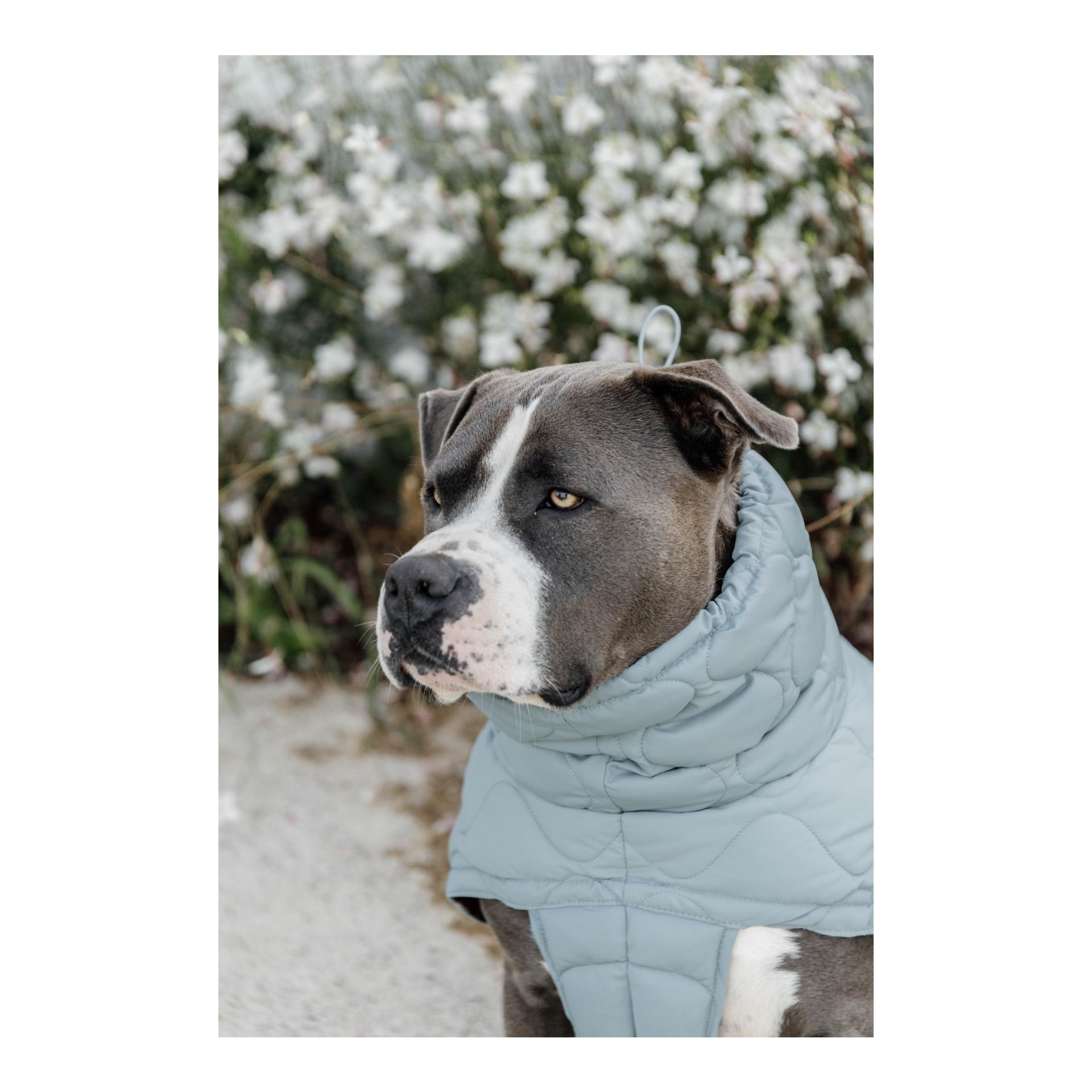 Kentucky Dogwear Manteau pour chien Pina - 160 g