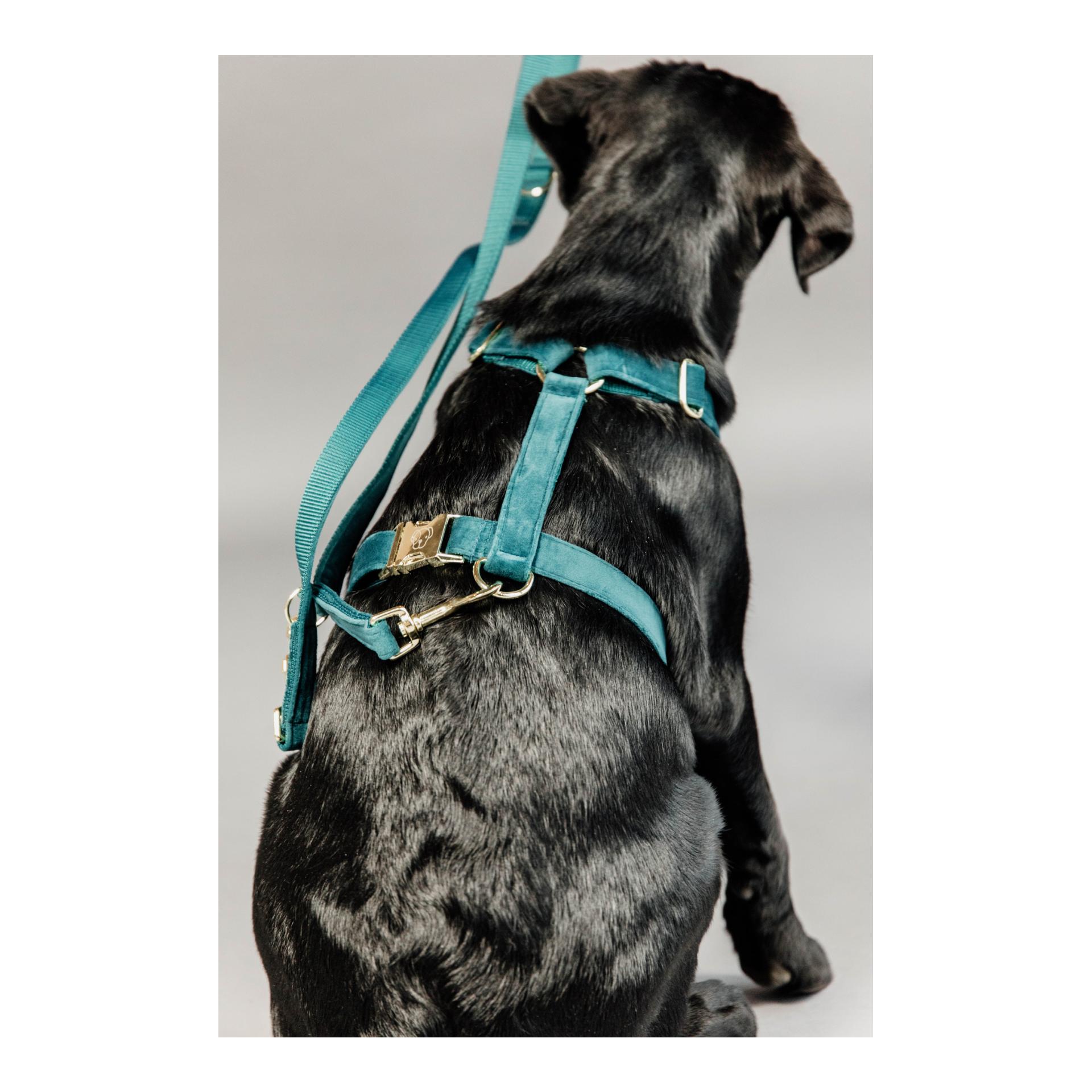Kentucky Dogwear Laisse pour chien Velvet - emerald