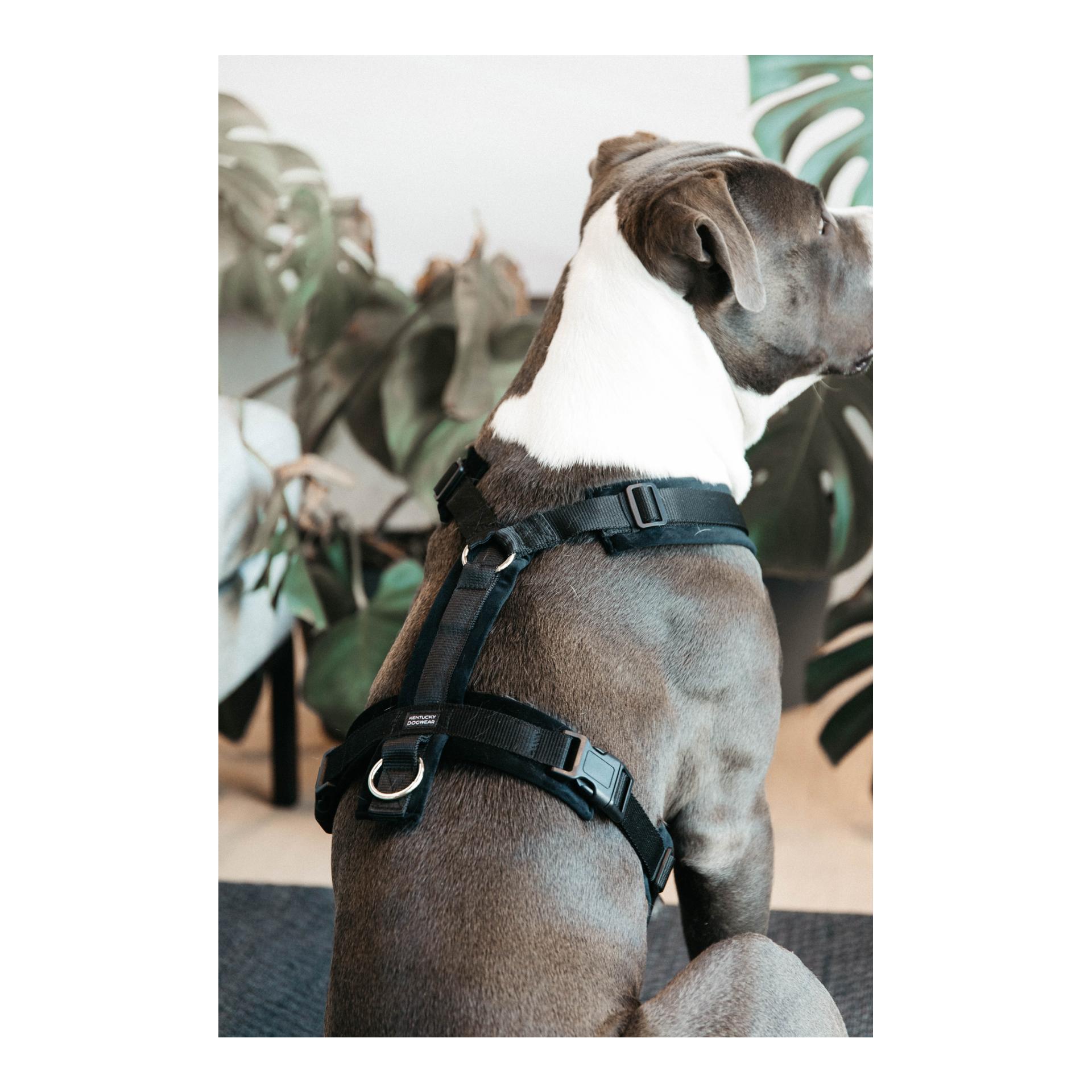 Kentucky Dogwear Hundegeschirr Active Velvet