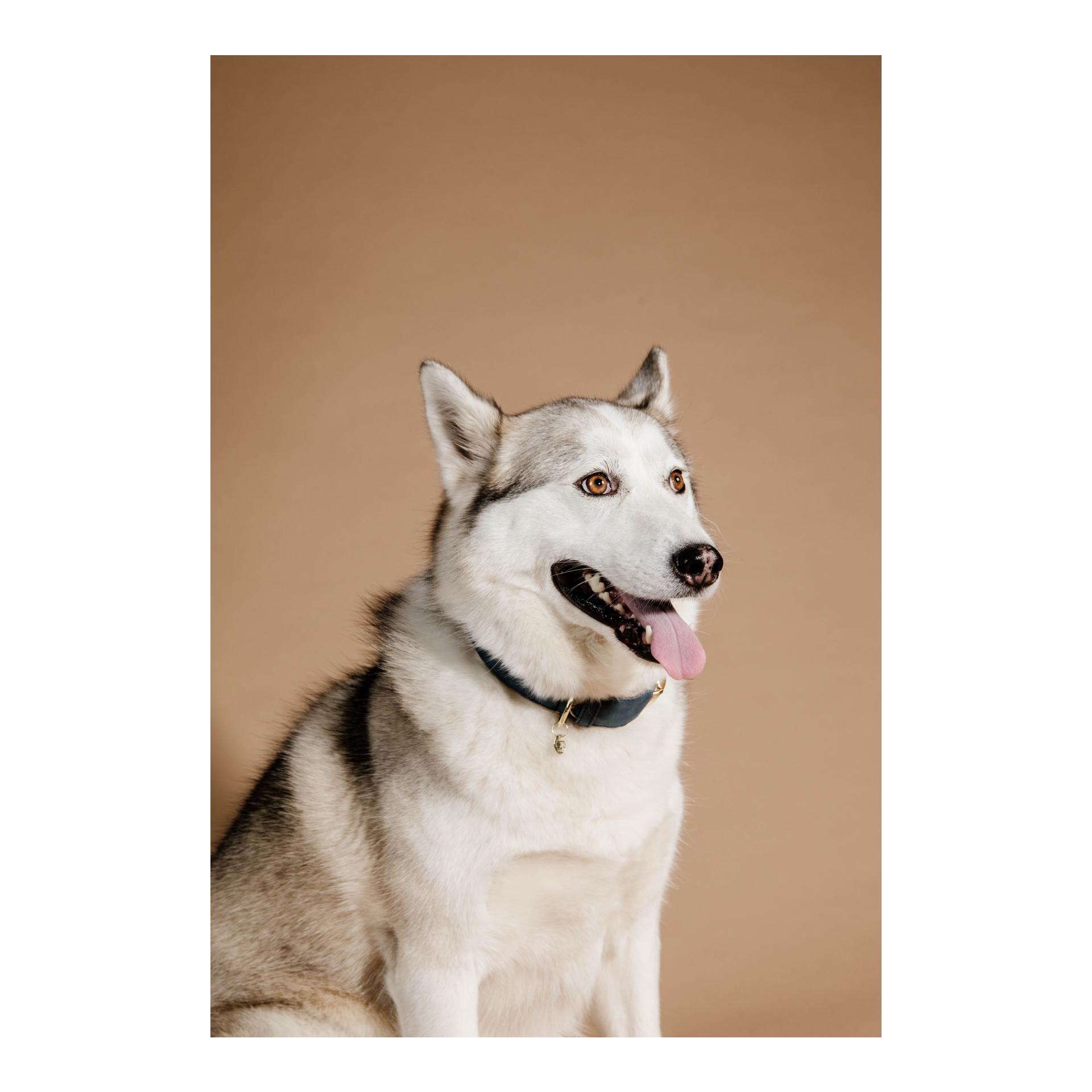Kentucky Dogwear Hundehalsband Soft Vegan Leather