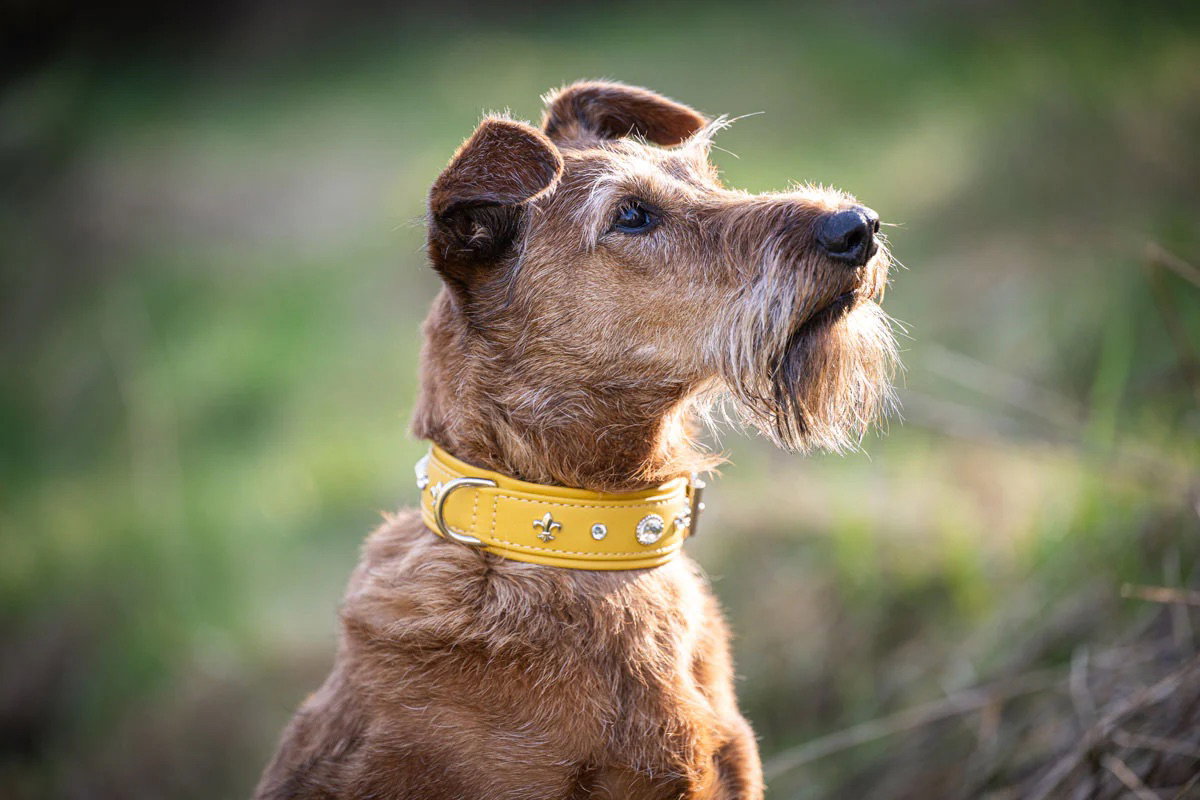 Maul Lederwaren Hundehalsband Diamond