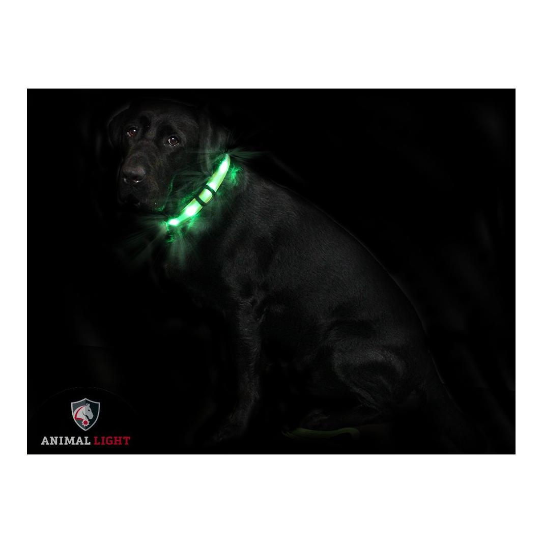 Animal Light Leucht - Hundehalsband "Cash"