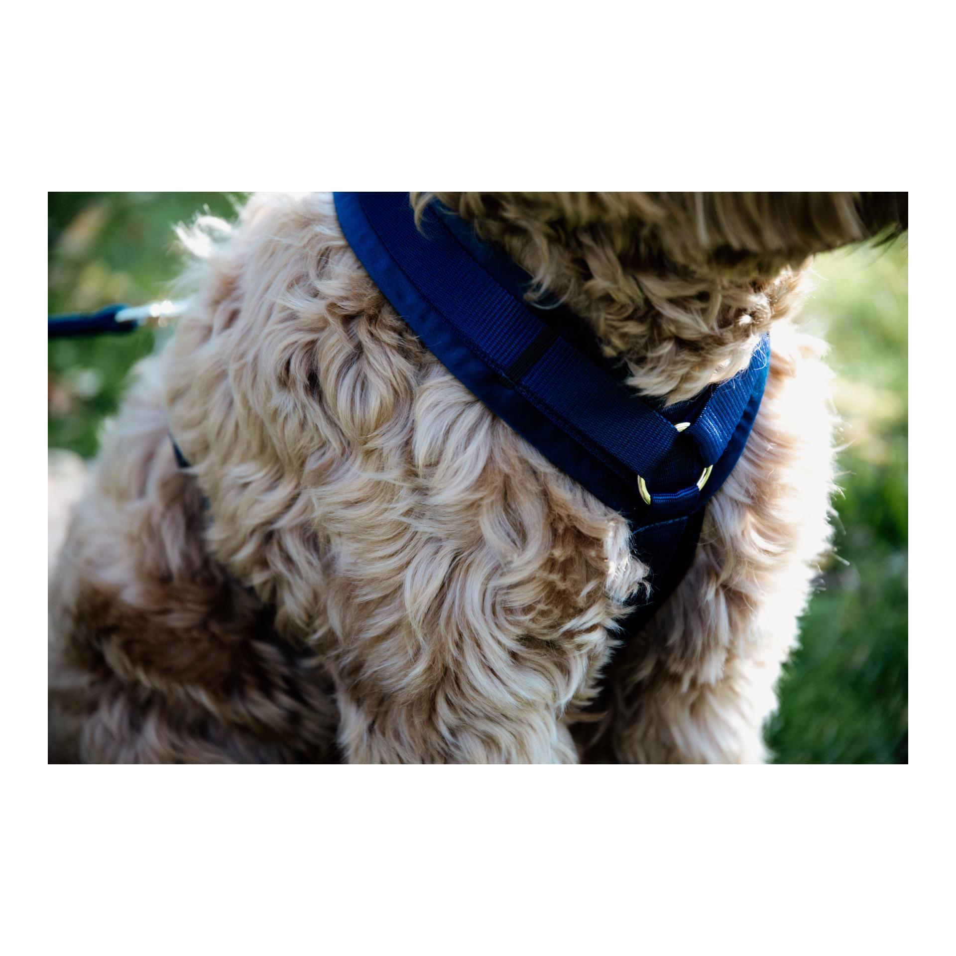 Kentucky Dogwear Harnais pour chien Active Velvet