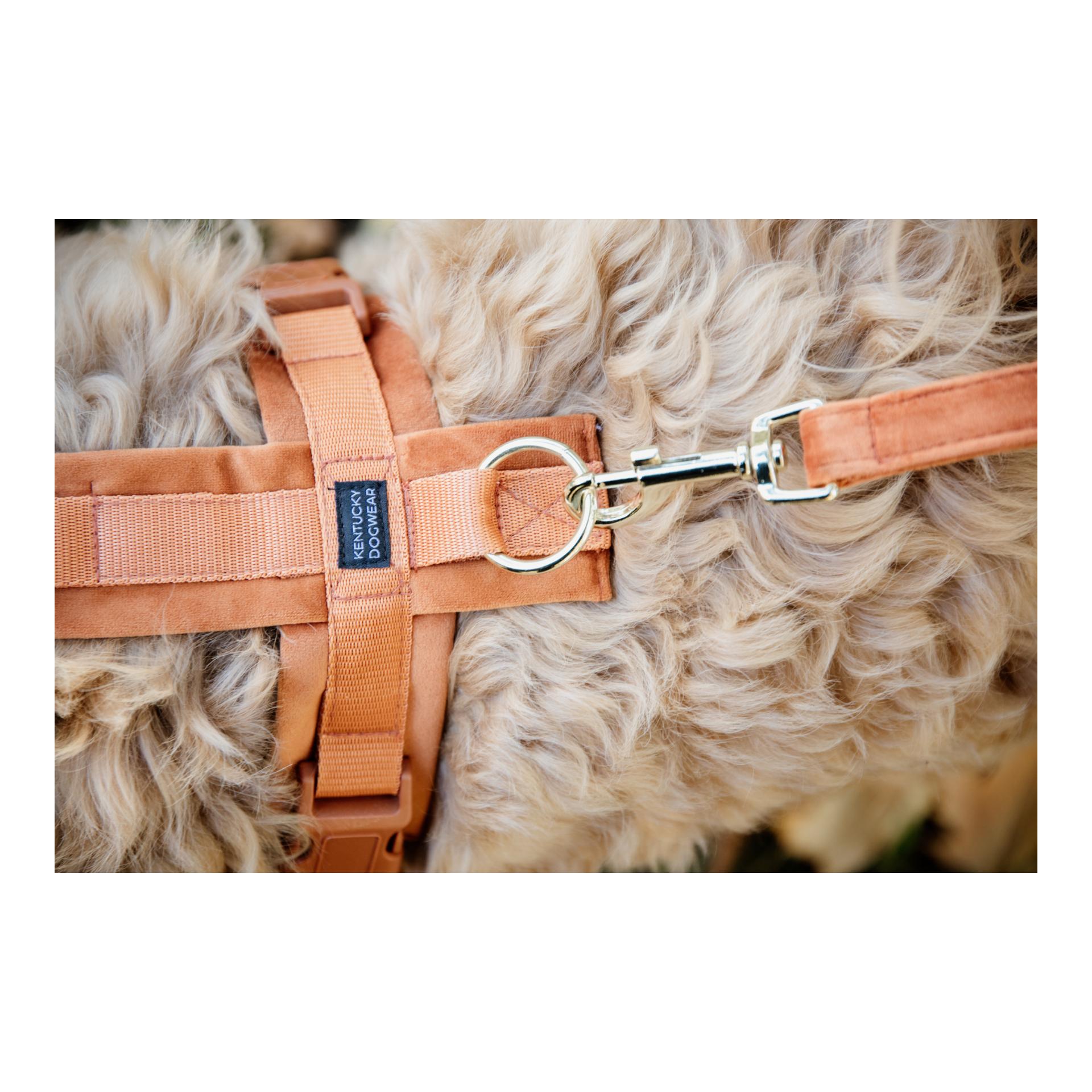 Kentucky Dogwear Harnais pour chien Active Velvet