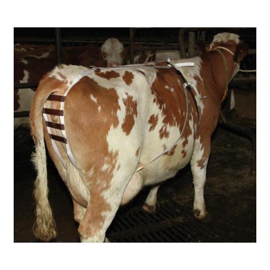 Kerbl Bandage pour vaches