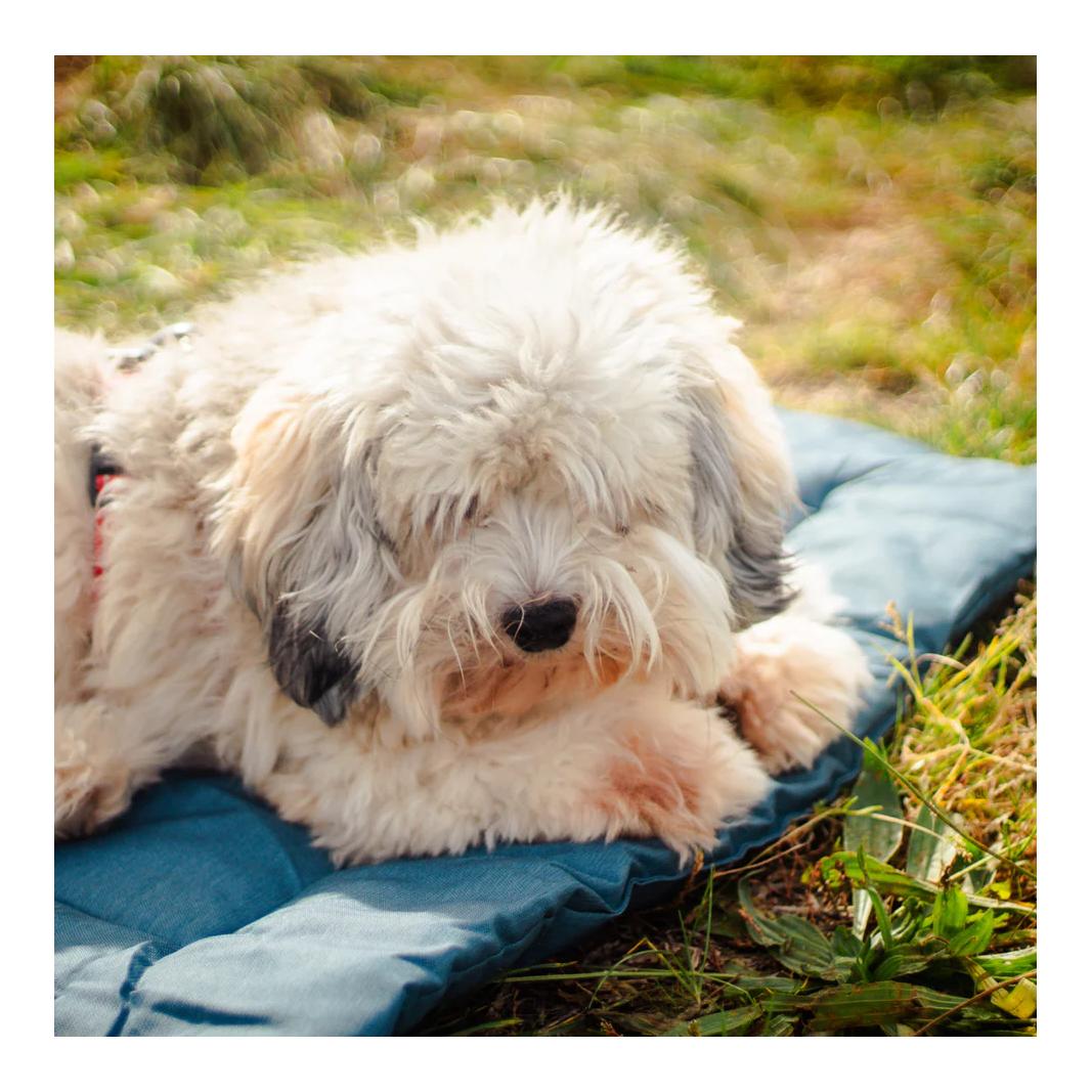 Wanderpfote Hundematte für Unterwegs