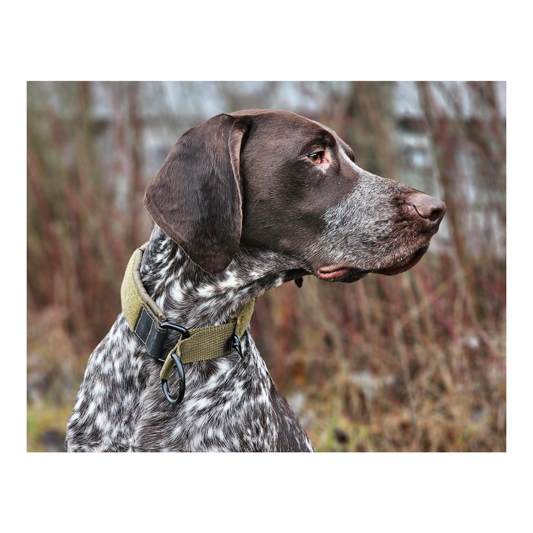 Non-stop Dogwear Hundehalsband Solid Collar Working Dog