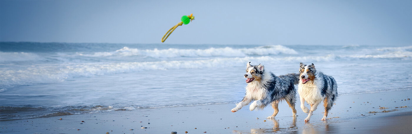 HP-Hund-Wasserspass