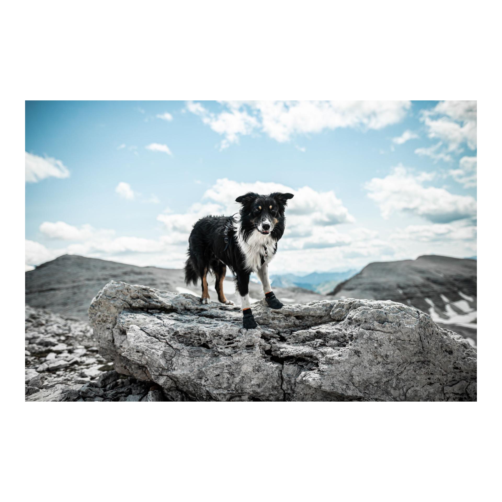 Non-stop Dogwear Protector Booties