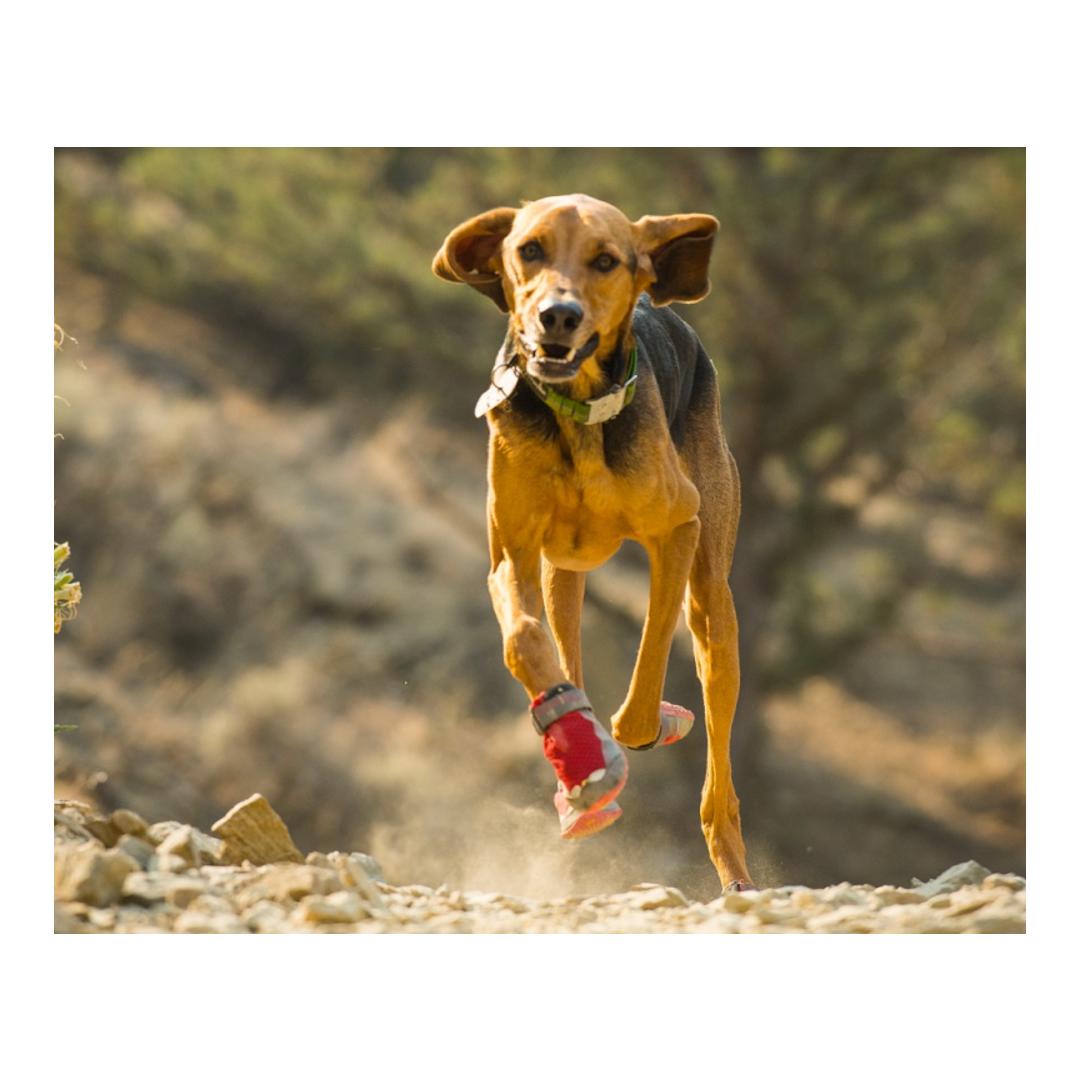 Ruffwear Grip Trex™ - Chaussures pour chiens, lot de 2 - noir