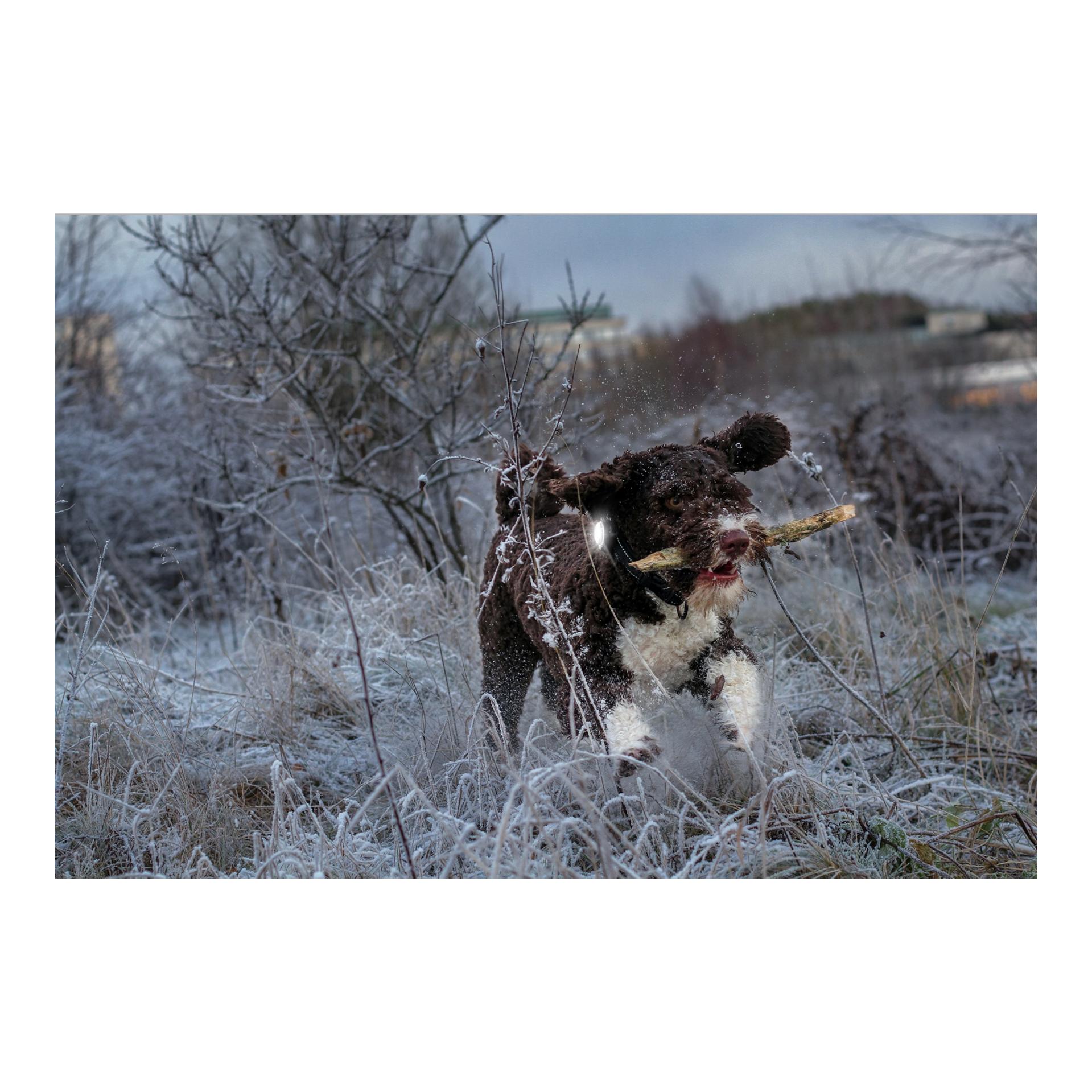 Orbiloc Safety Light Orbiloc Dog Dual - weiss