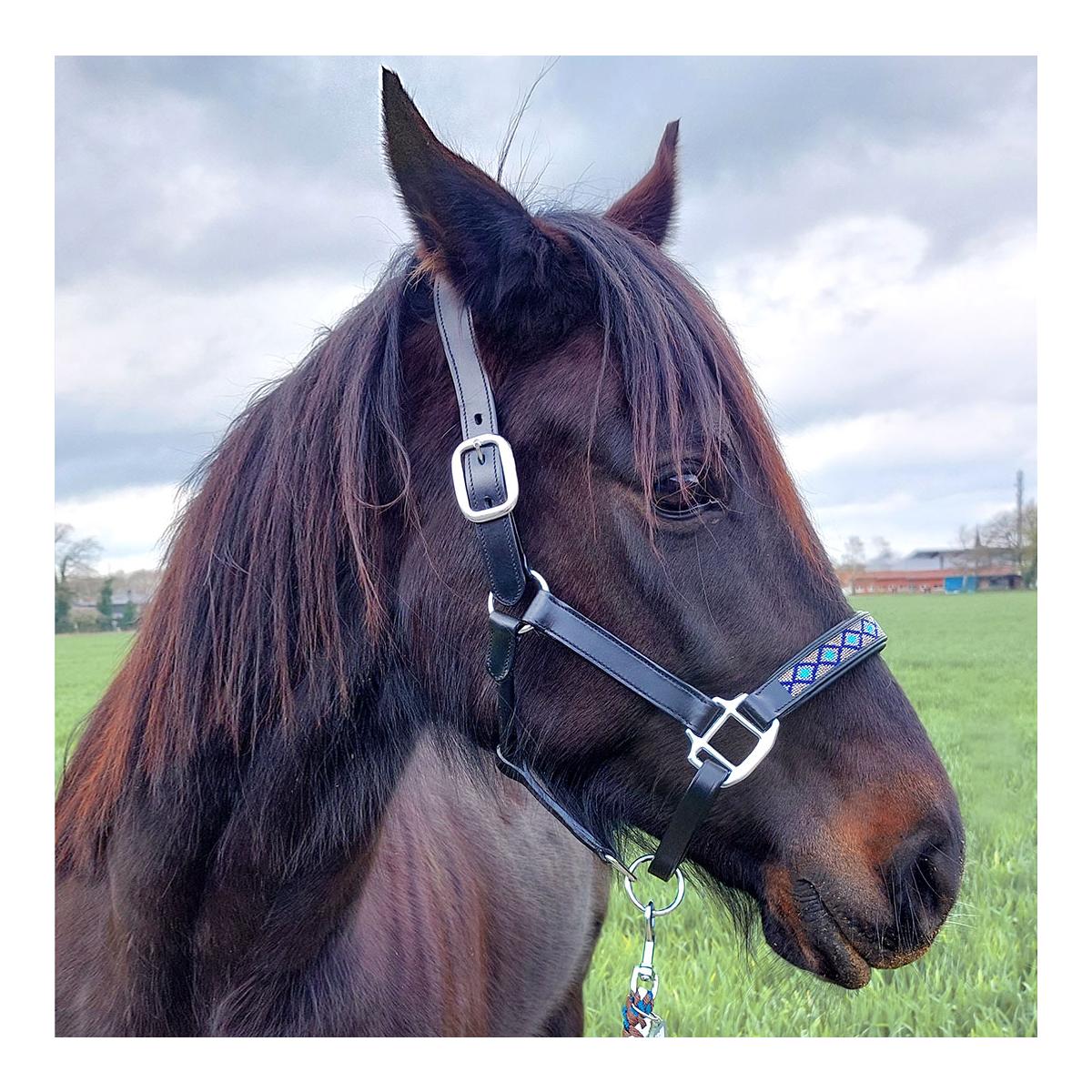 Soulhorse Lederhalfter Pearls