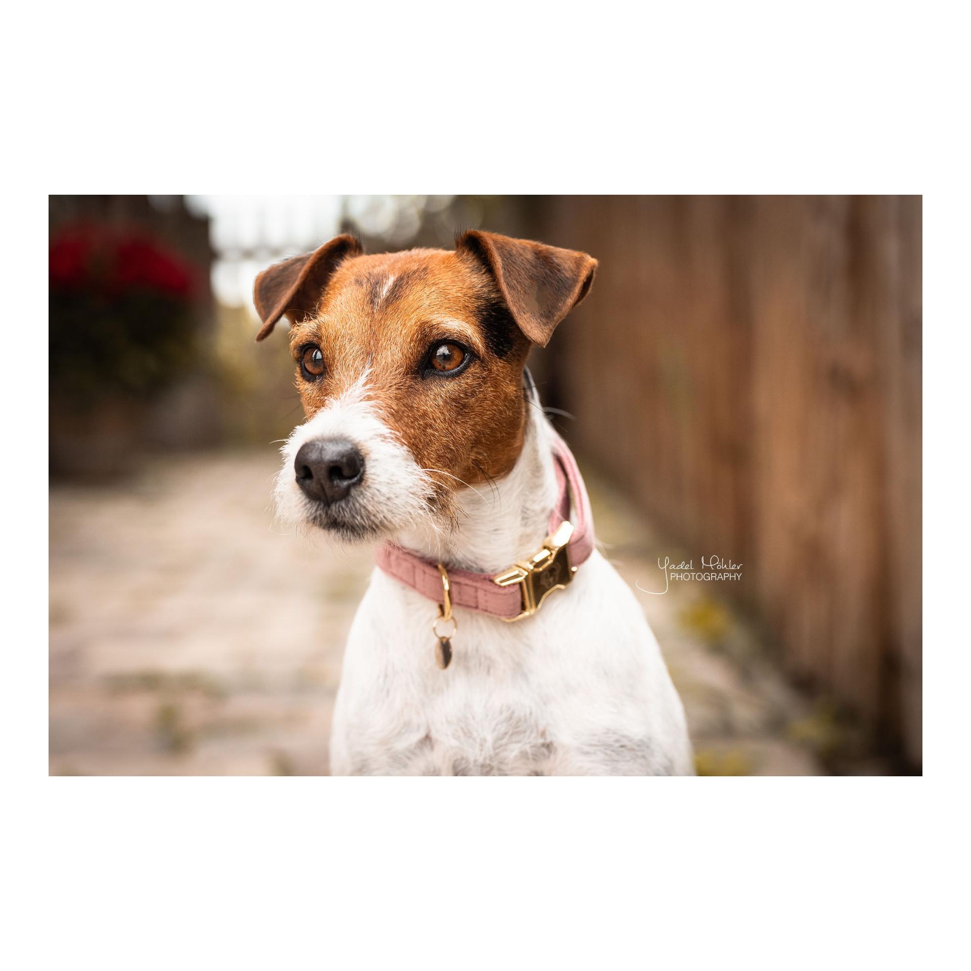 Kentucky Dogwear Collier pour chien velours - vieux rose
