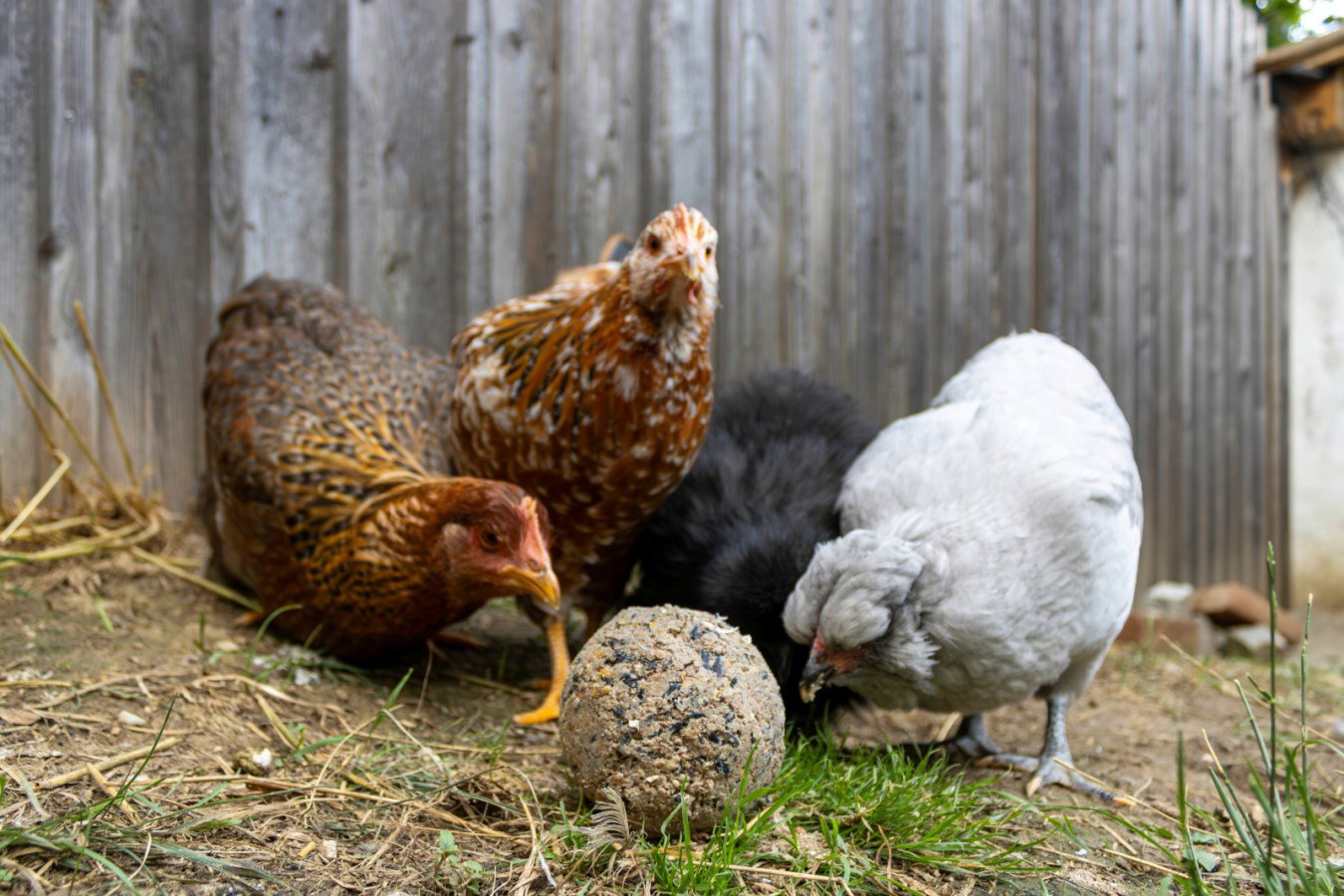 Kerbl Hobbyfarming boule de ramassage