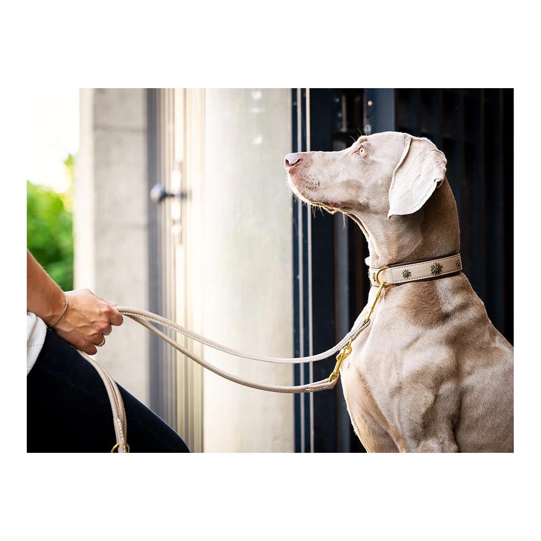 Maul Lederwaren Hundehalsband Bergblume