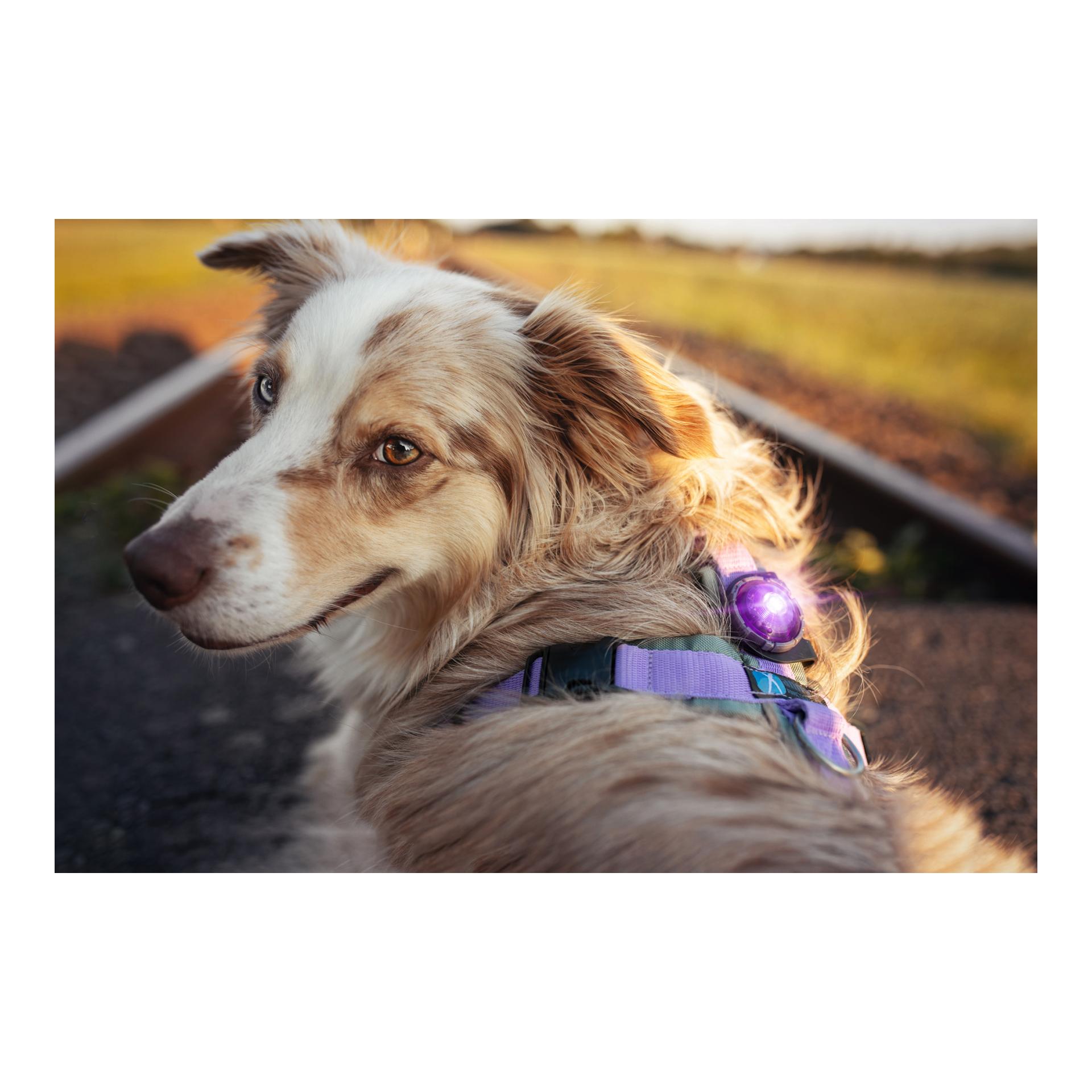 Orbiloc Safety Light Orbiloc Dog Dual - violett