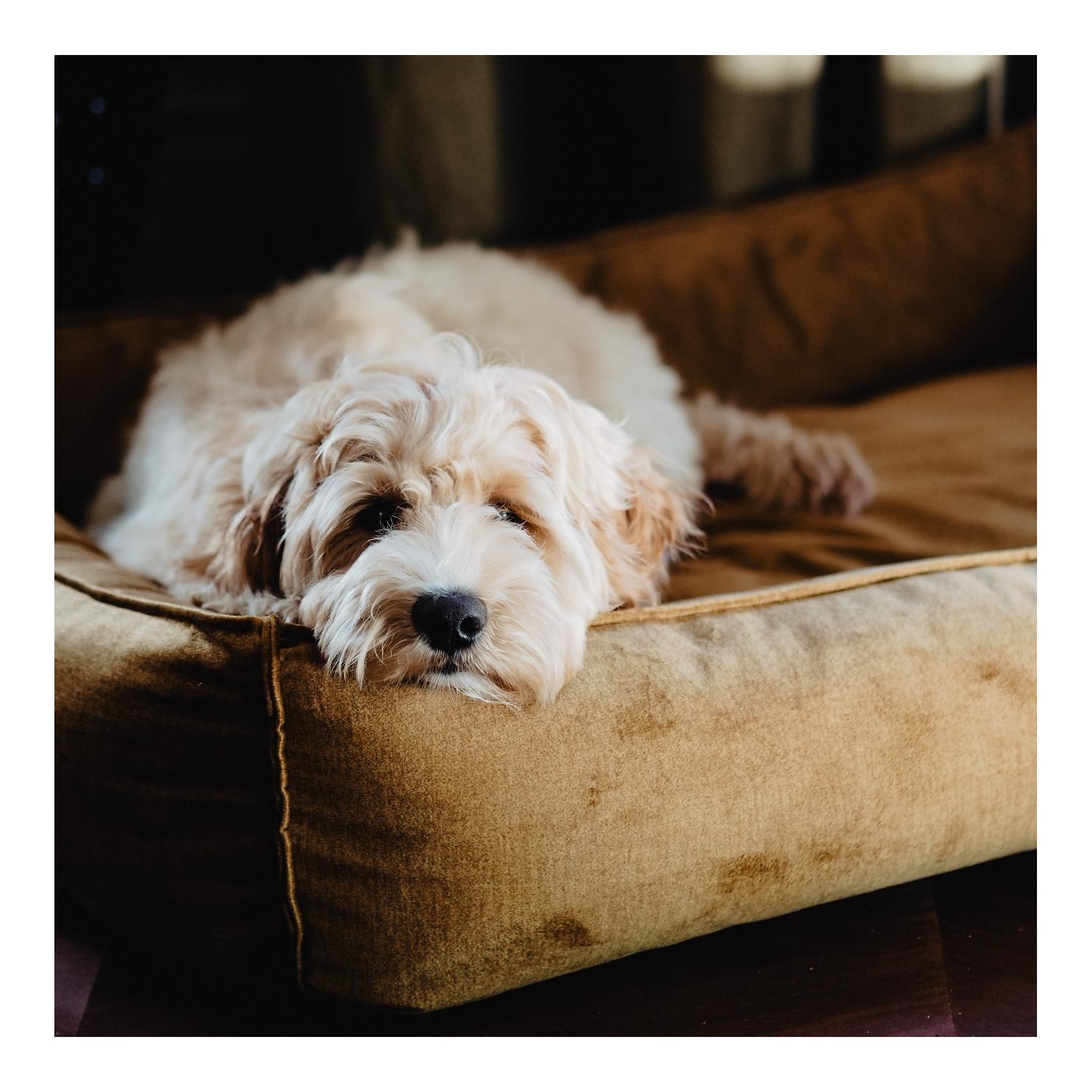 District70 Hundebett Shimmer Box Bett