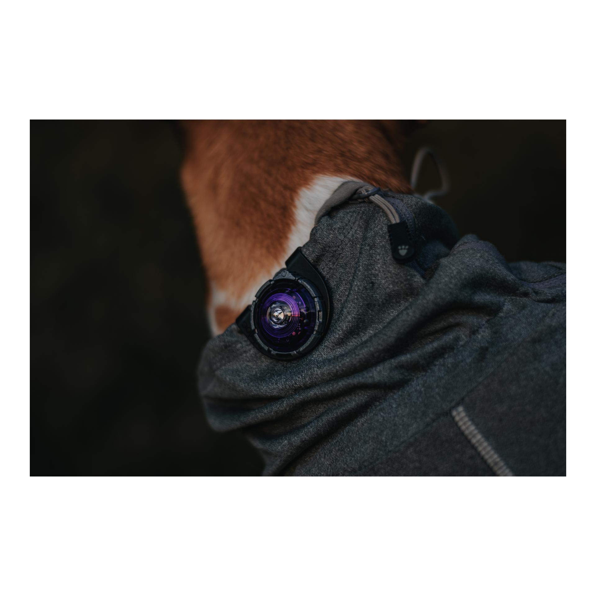 Orbiloc Safety Light Orbiloc Dog Dual - violett