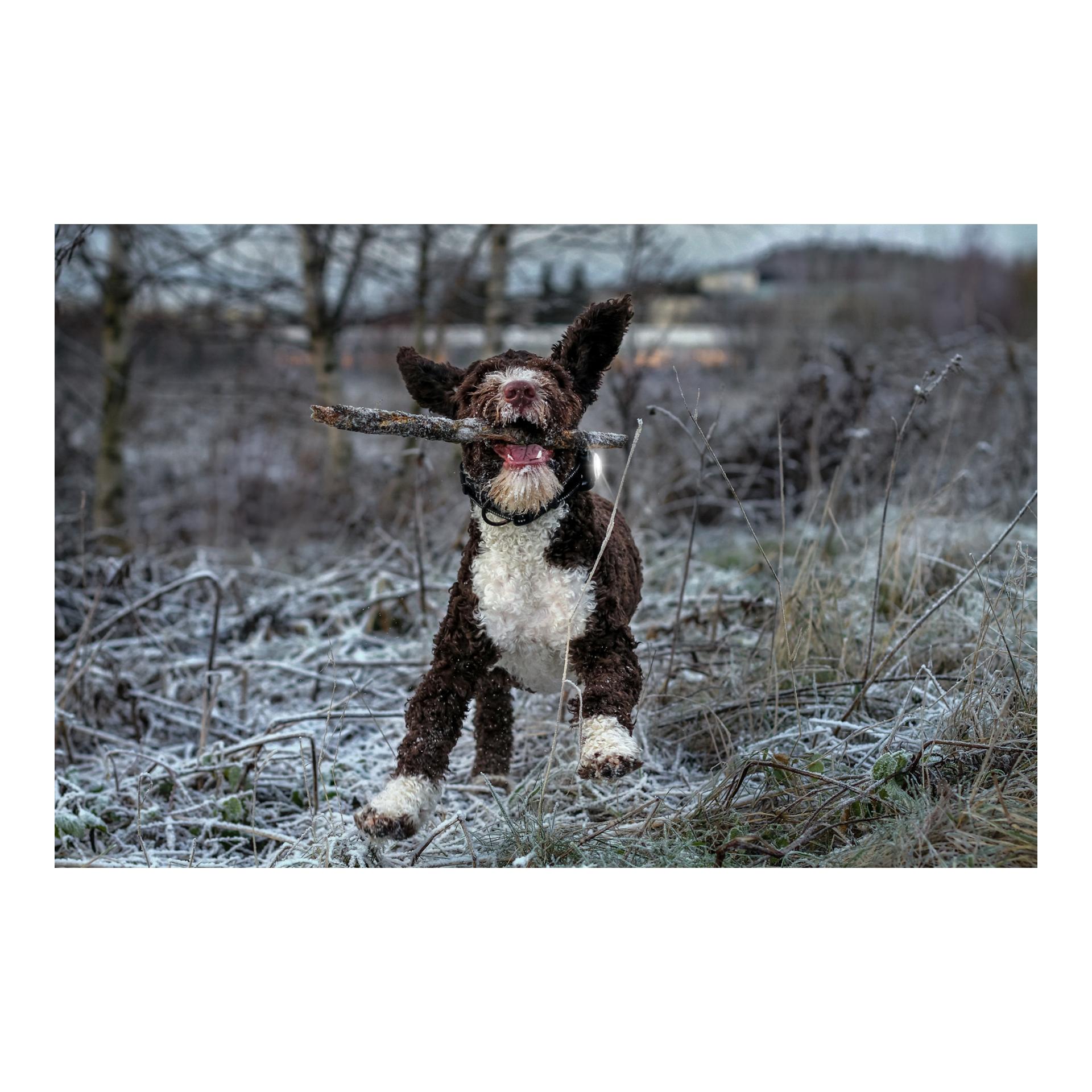 Orbiloc Safety Light Orbiloc Dog Dual - weiss