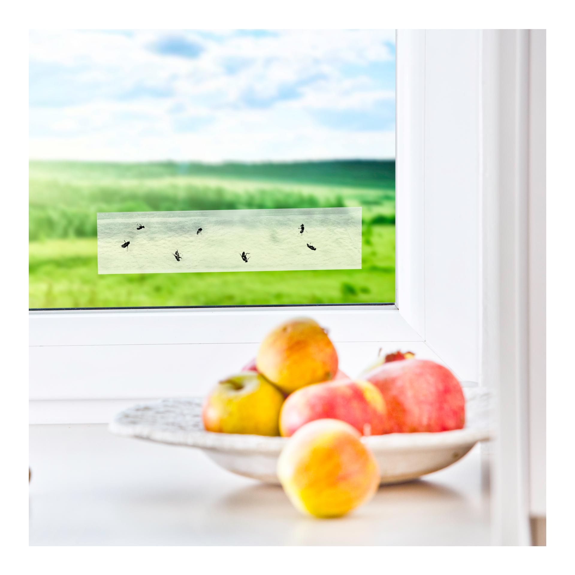 Windhager Fenster-Fliegenfalle
