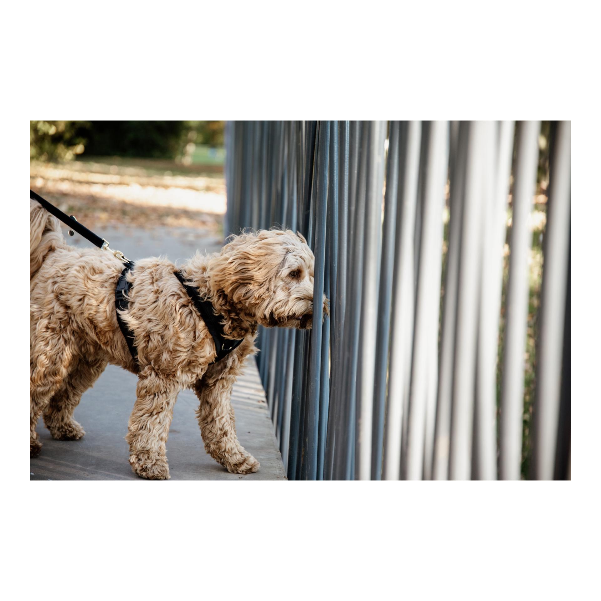 Kentucky Dogwear Hundegeschirr Active Velvet