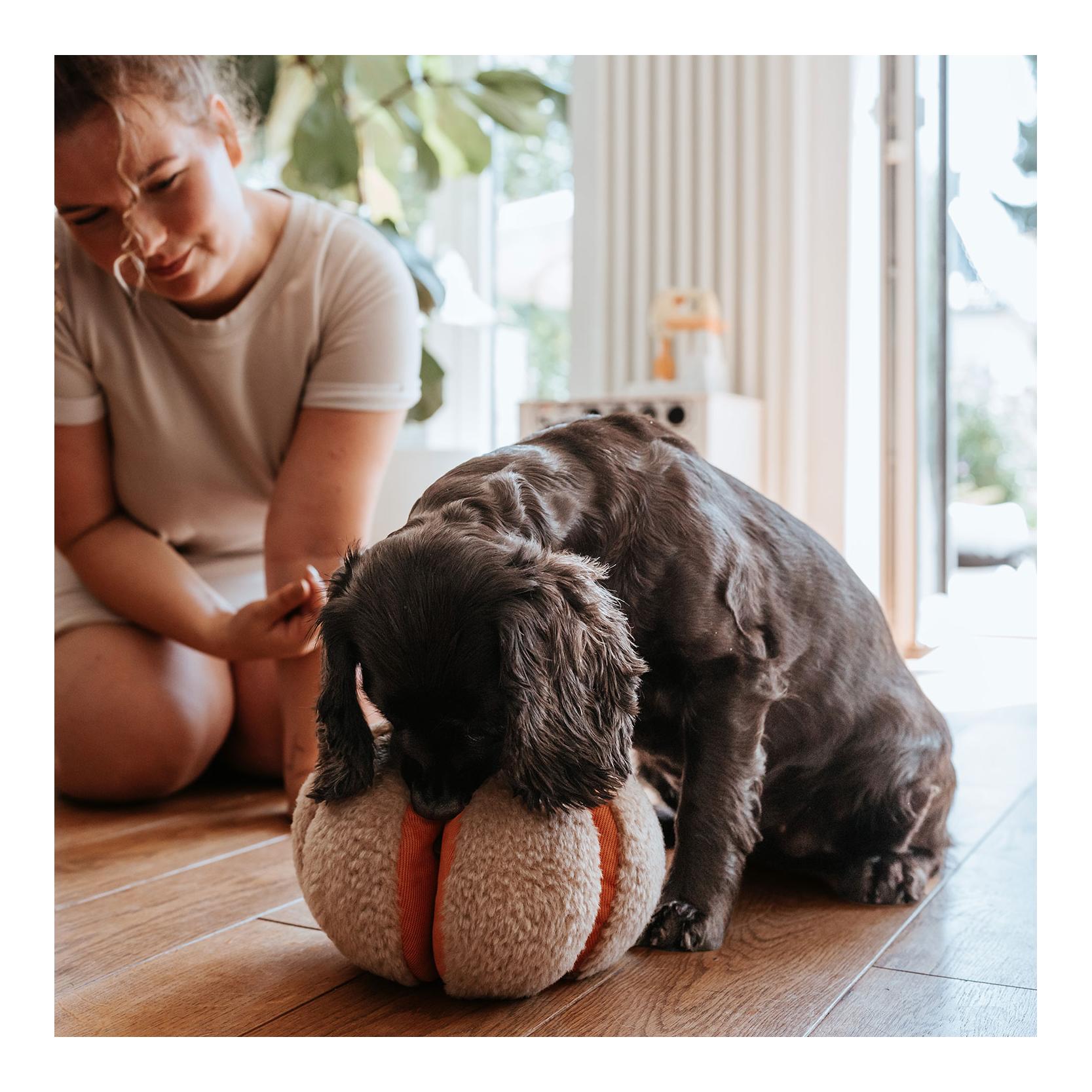 Hunter Jouet pour chien Venice Citrouille