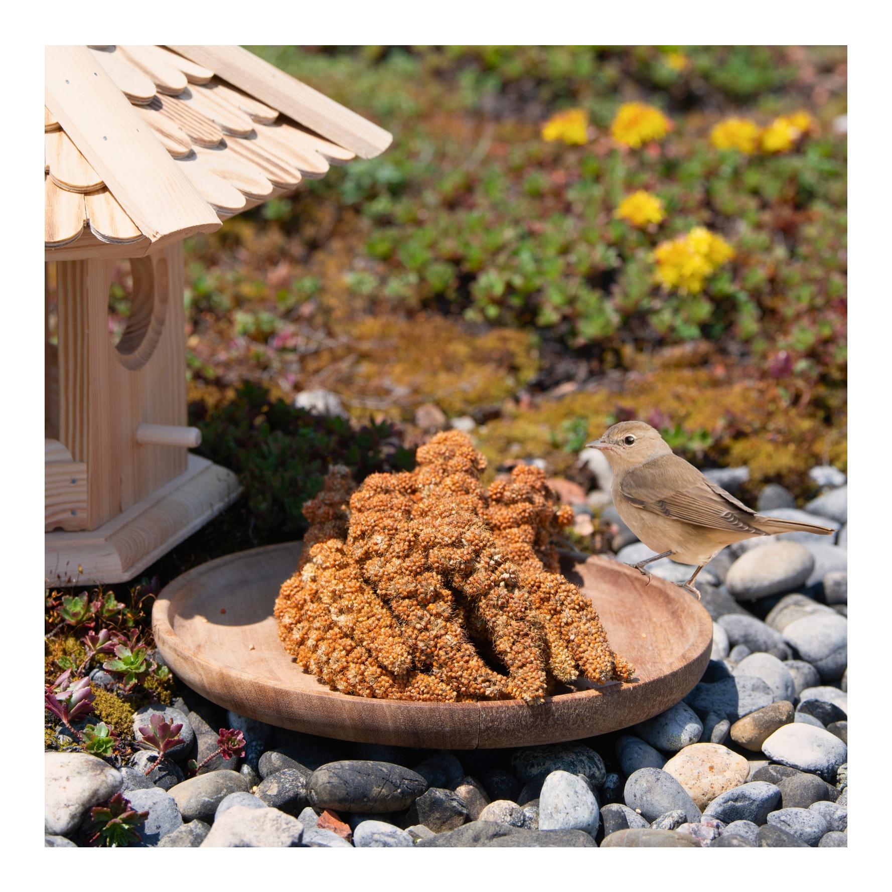 Lyra Pet Millet rouge