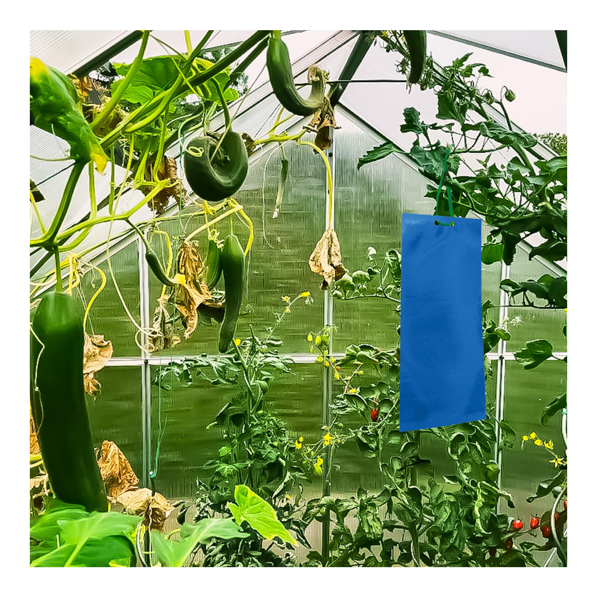 SWISSINNO Klebetafeln für Thripse - Blaufallen