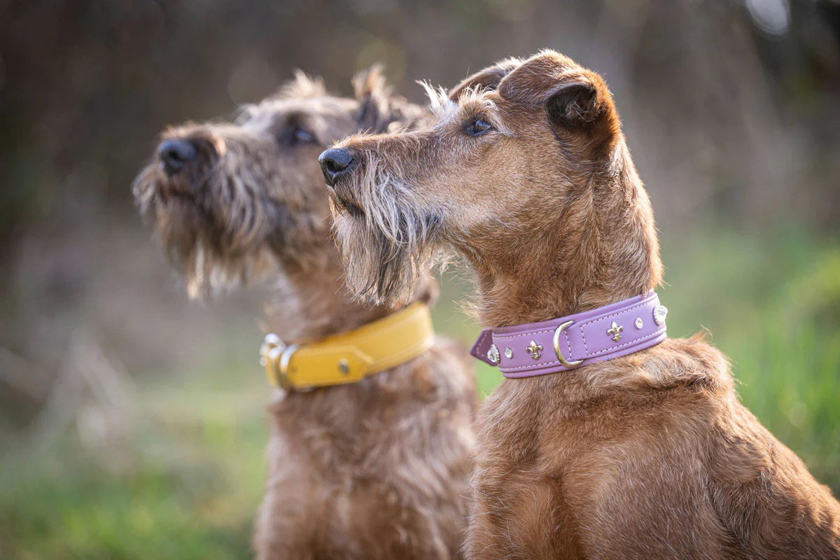 Maul Lederwaren Hundehalsband Diamond