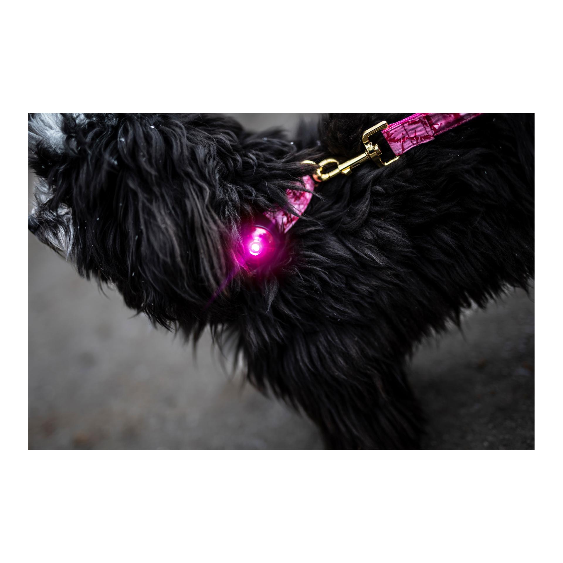 Orbiloc Safety Light Orbiloc Dog Dual – rose