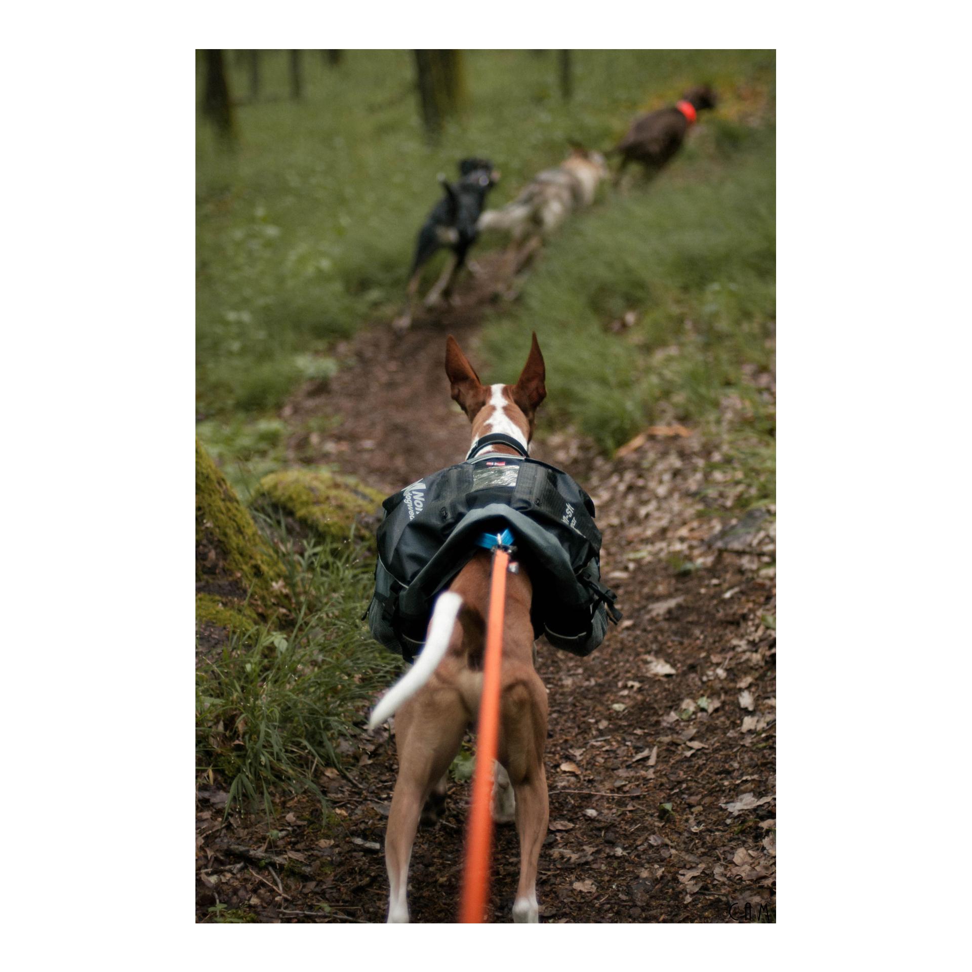 Non-stop Dogwear Amundsen Pack