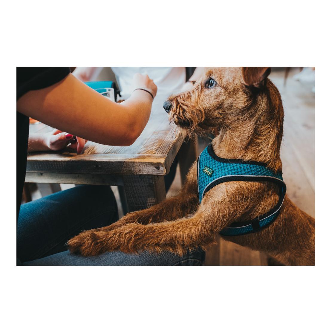 Hunter Harnais pour chien Hilo Comfort - turquoise